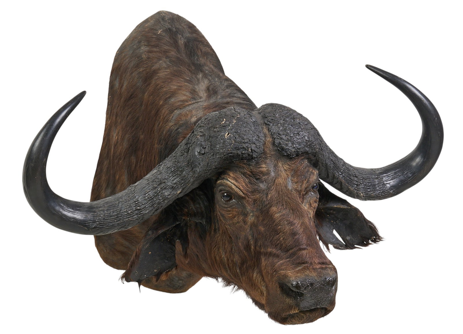 Cape Buffalo Shoulder Mount - 3