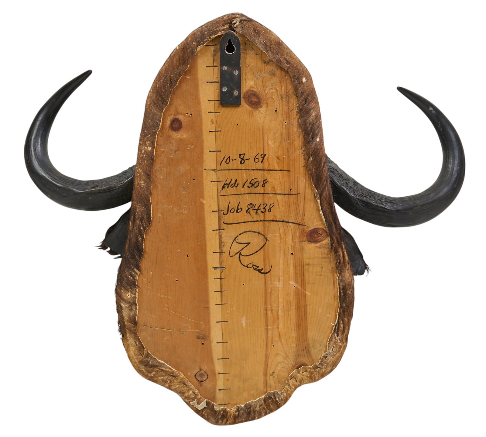 Cape Buffalo Shoulder Mount - 4