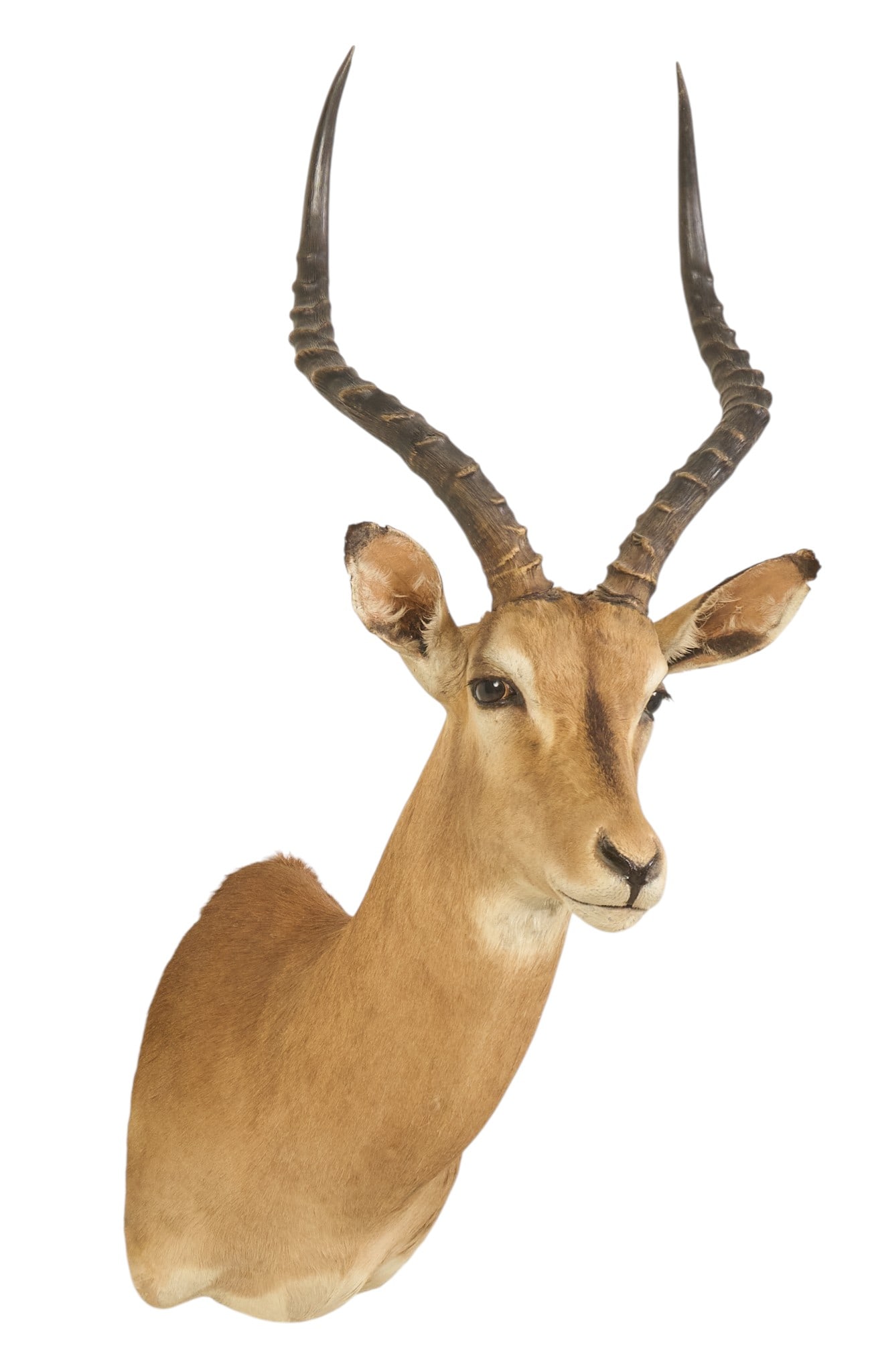 Impala Shoulder Mount (1 of 4)