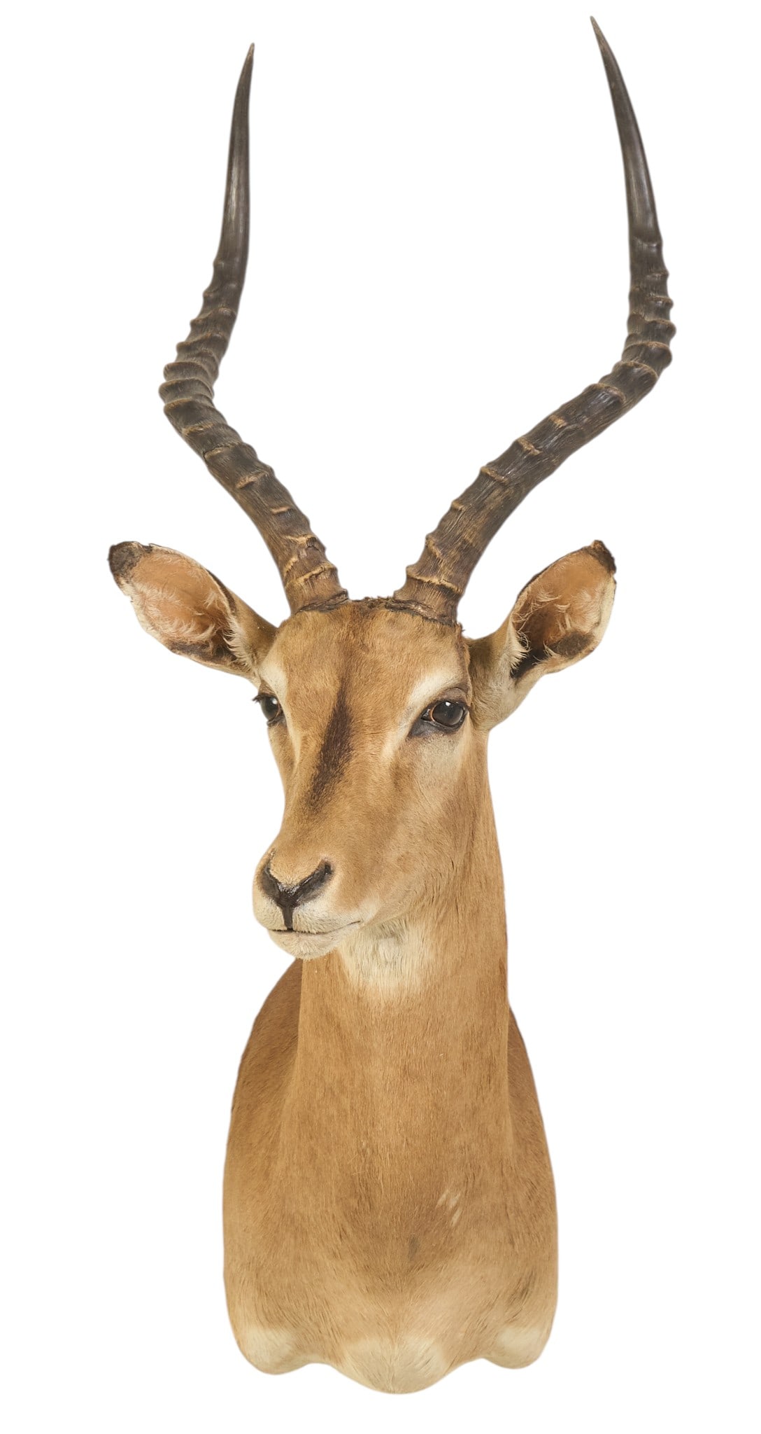 Impala Shoulder Mount - 2