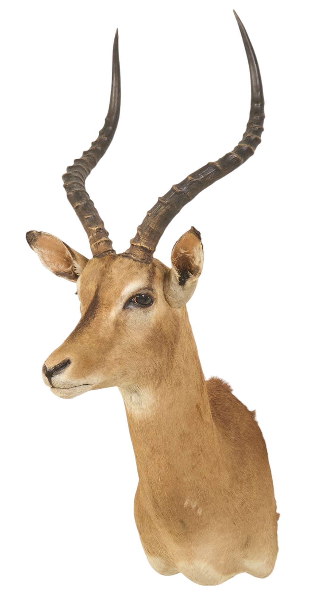 Impala Shoulder Mount - 3