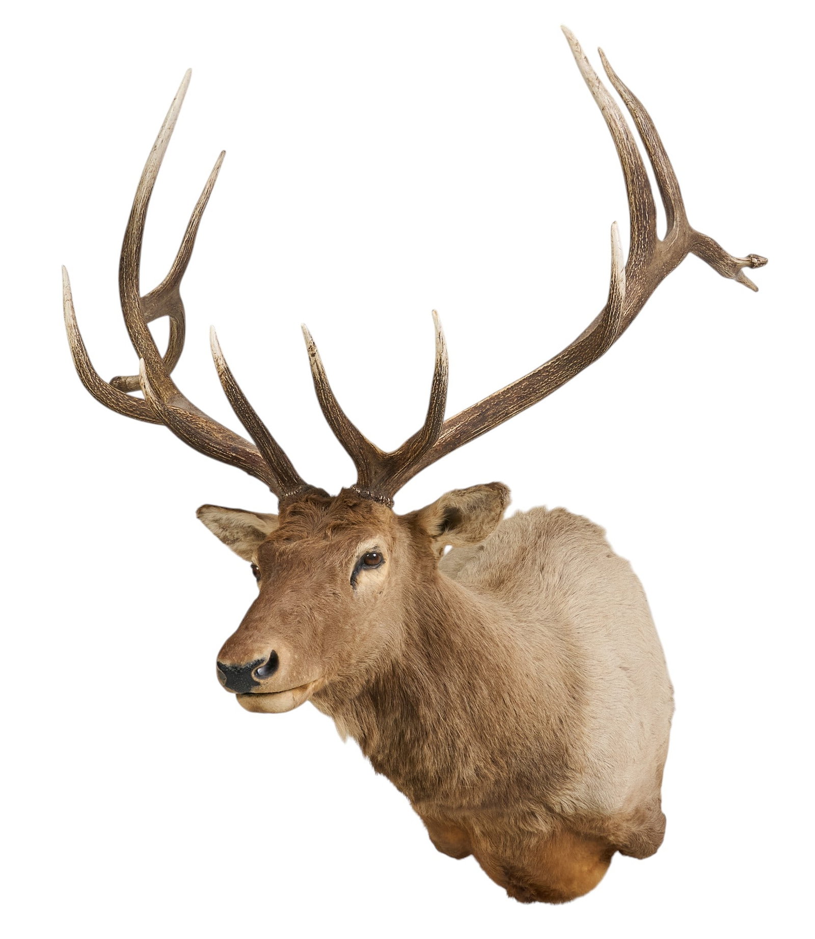 Elk Shoulder Mount: Elk trophy shoulder mount taxidermy with 6 x 7 point rack of antlers height 67 in. x width 52 in. x depth 57 in. Provenance: Property from the Estate of Robert A. "Bob" Funk Sr. -