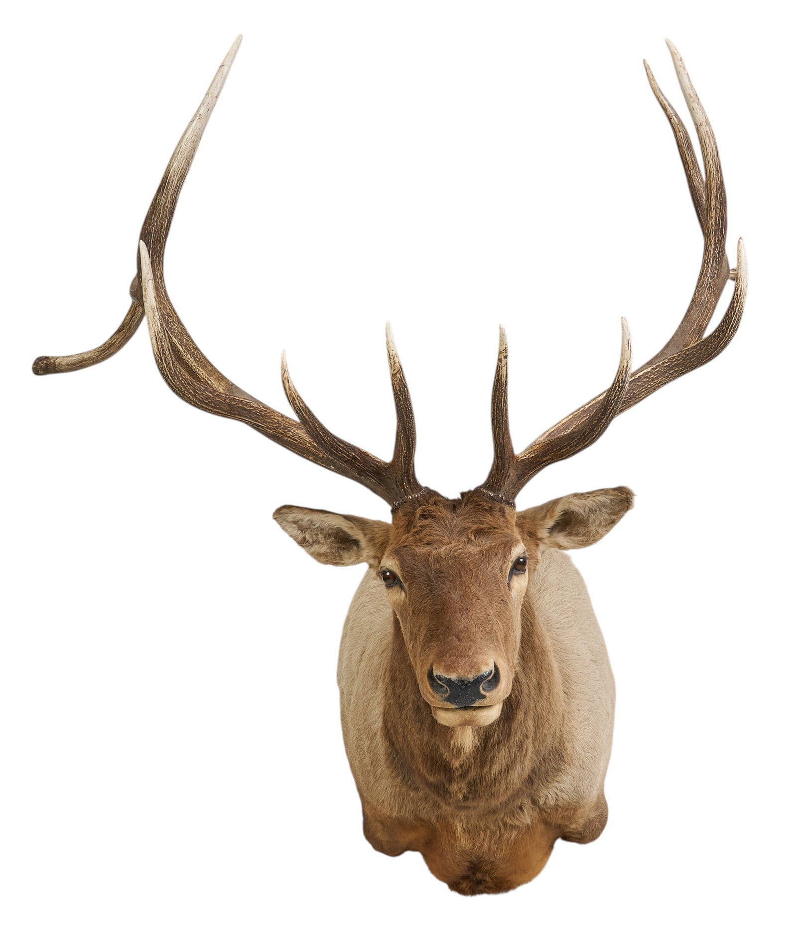 Elk Shoulder Mount - 2