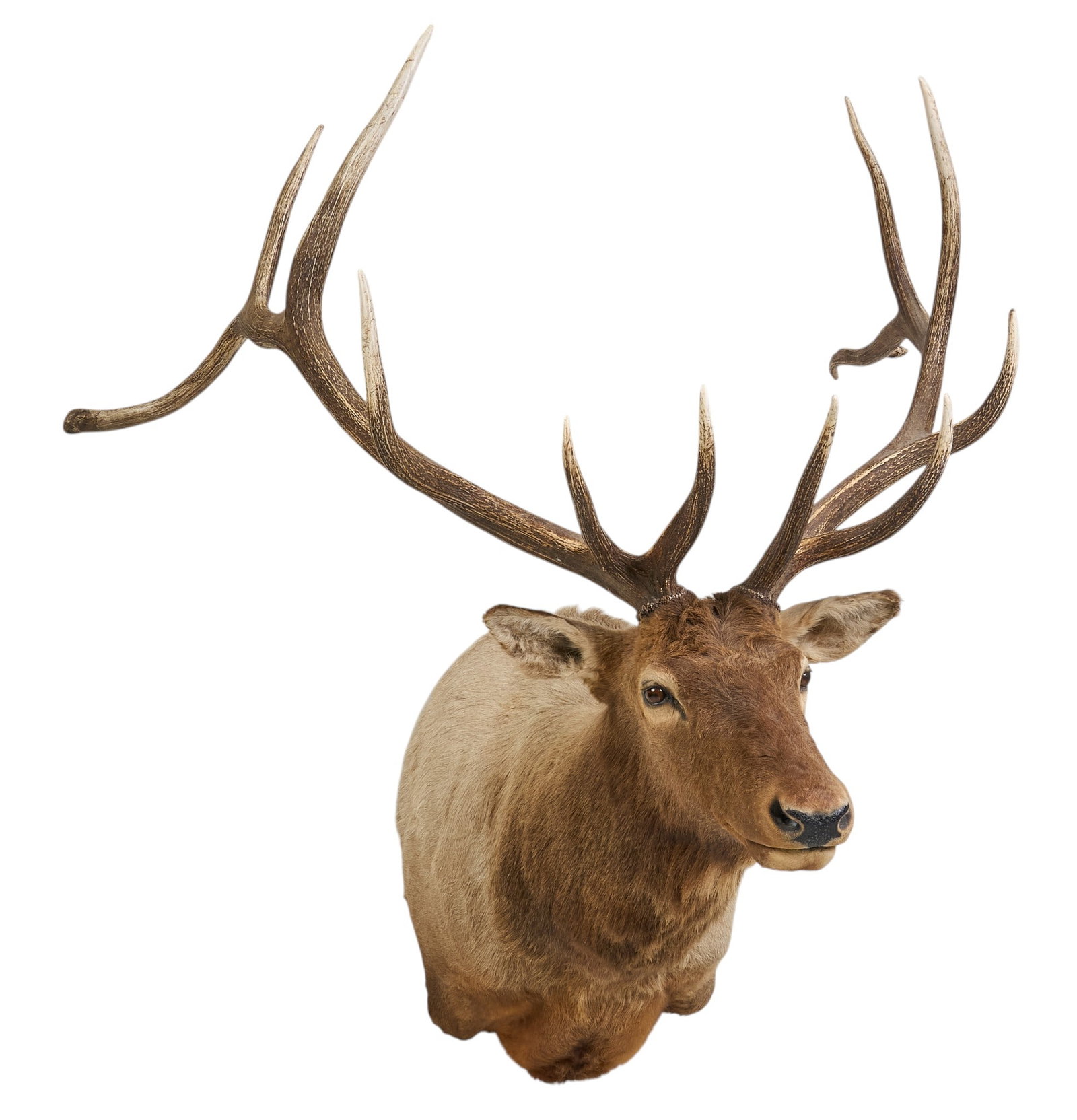 Elk Shoulder Mount - 3