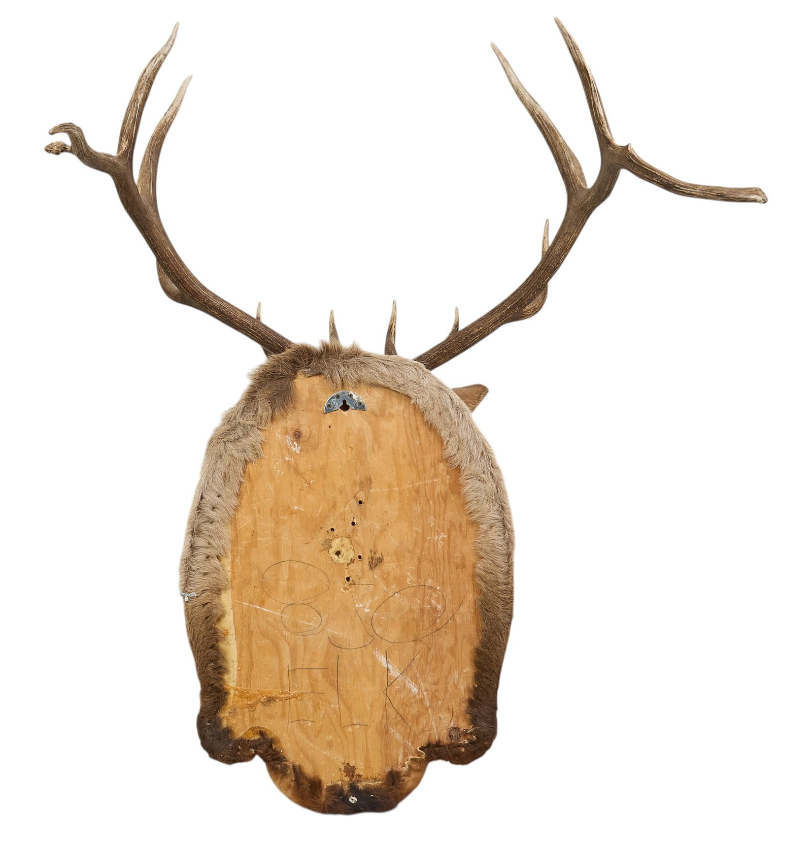 Elk Shoulder Mount - 4