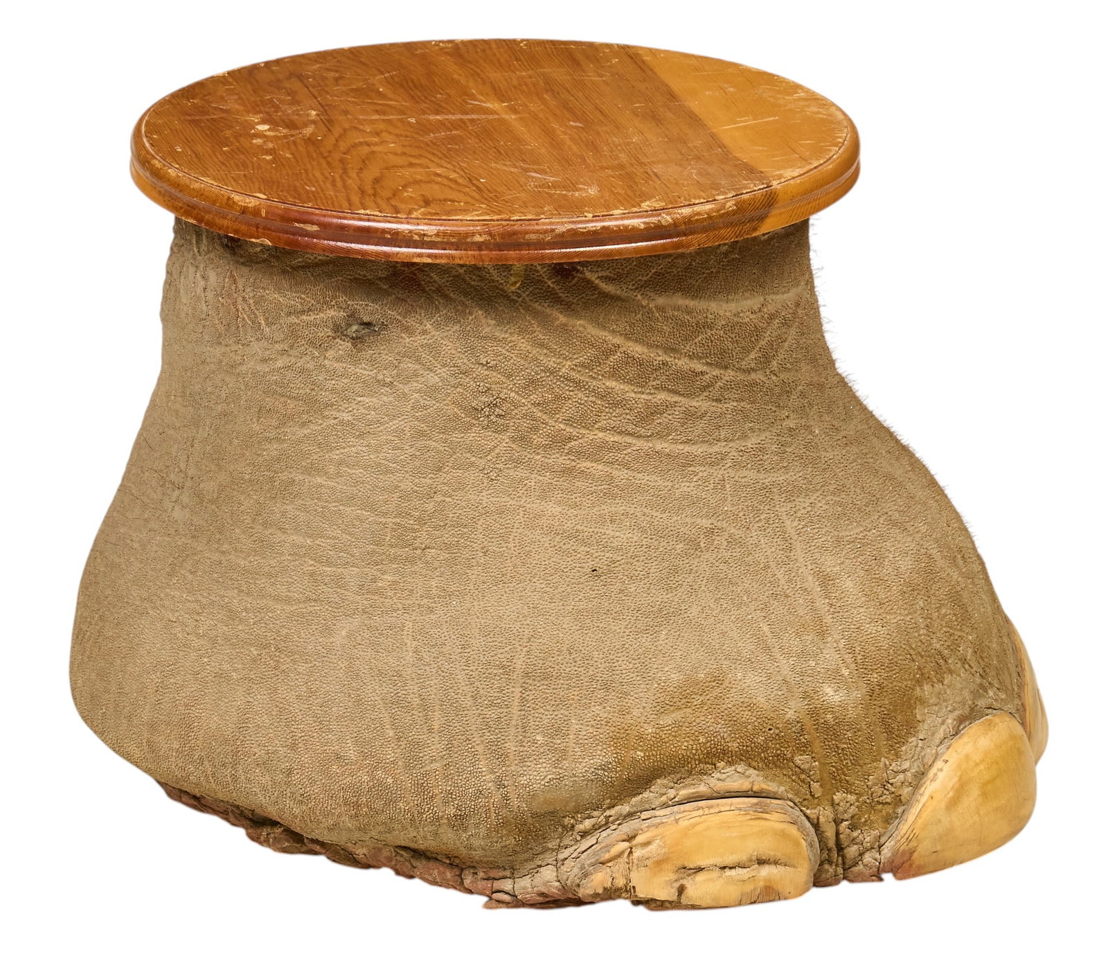 Elephant Foot Plant Stand: Elephant foot taxidermy plant stand height 14 in. x width 19 in. x depth 18 in. Provenance: Property from the Estate of Robert A. "Bob" Funk Sr. - trailblazing American businessman,