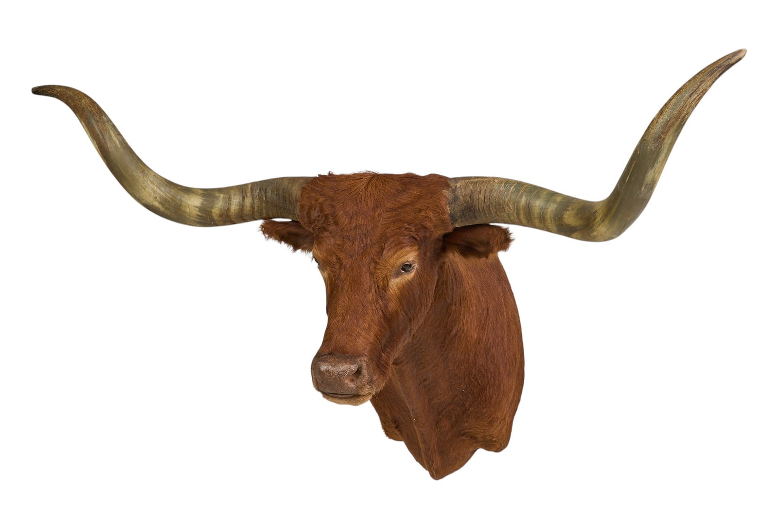 Brown Longhorn Shoulder Mount: Brown longhorn taxidermy shoulder mount height 33 in. x width 73 in. x depth 37 in. Provenance: Property from the Estate of Robert A. "Bob" Funk Sr. - trailblazing American businessman, phil