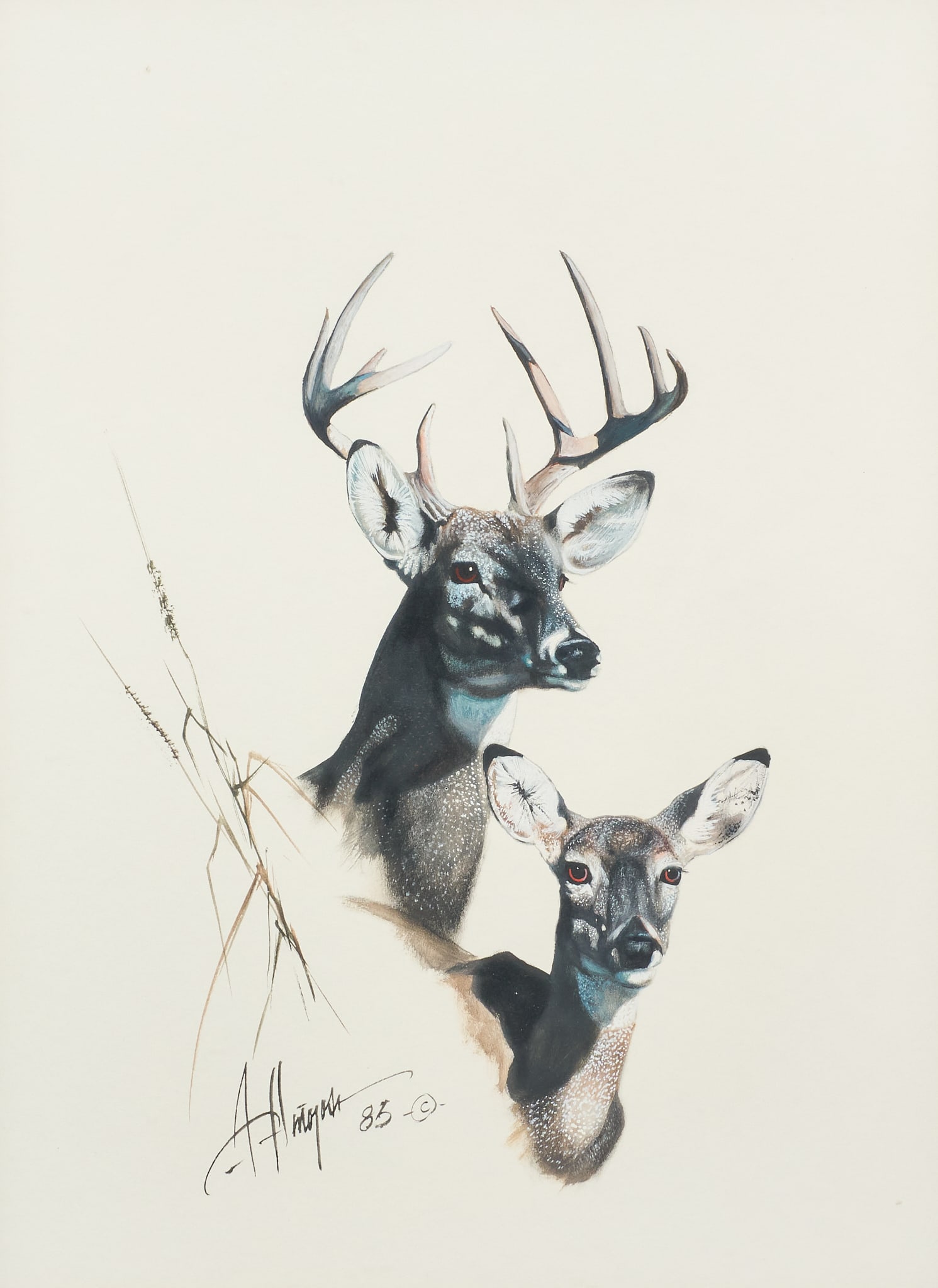Armando Hinojosa, "Whitetail Study": Armando Hinojosa (Texas, b. 1944), "Whitetail Study", gouache on watercolor board, signed and dated lower left, 1985 sight: 16 x 12 in., frame: 23.5 x 19.5 in. Provenance: