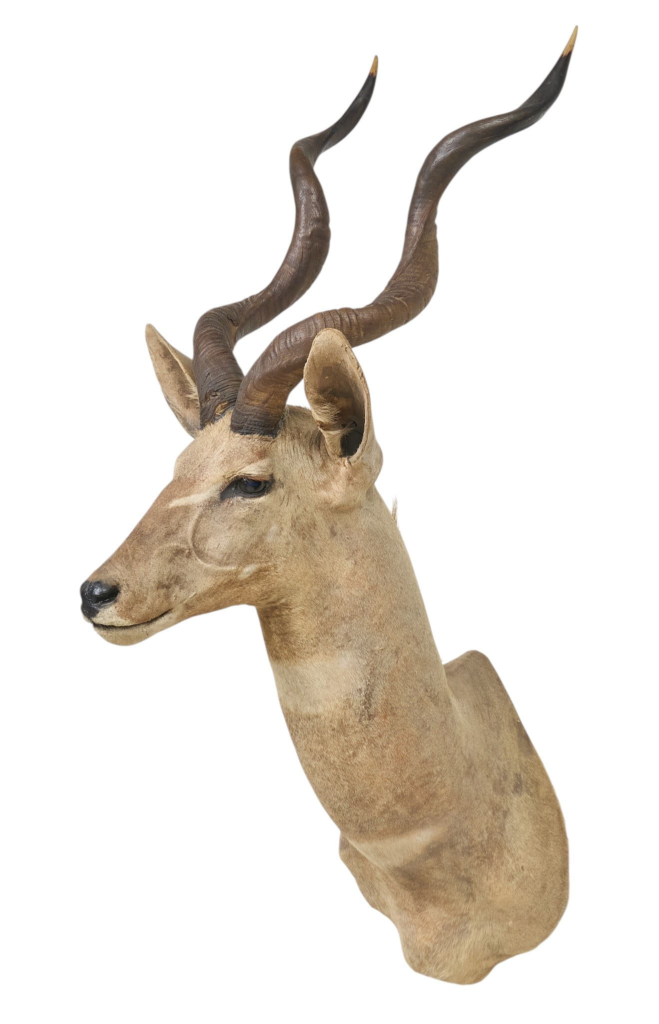 Lesser Kudu Shoulder Mount: Lesser Kudu taxidermy shoulder mount height 43 in. x width 17 in. x depth 21 in. Provenance: Property from a home in San Antonio, Texas