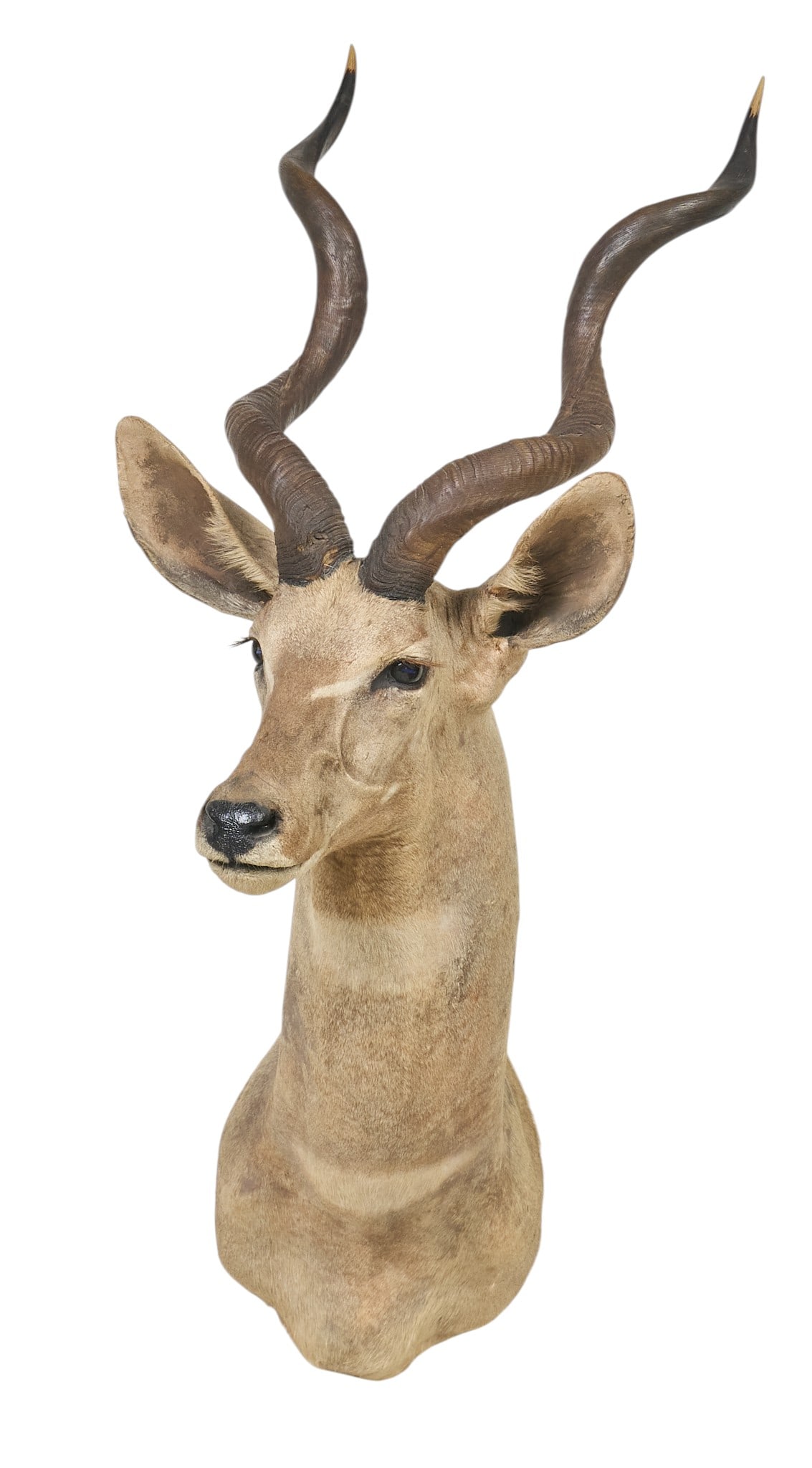Lesser Kudu Shoulder Mount - 2