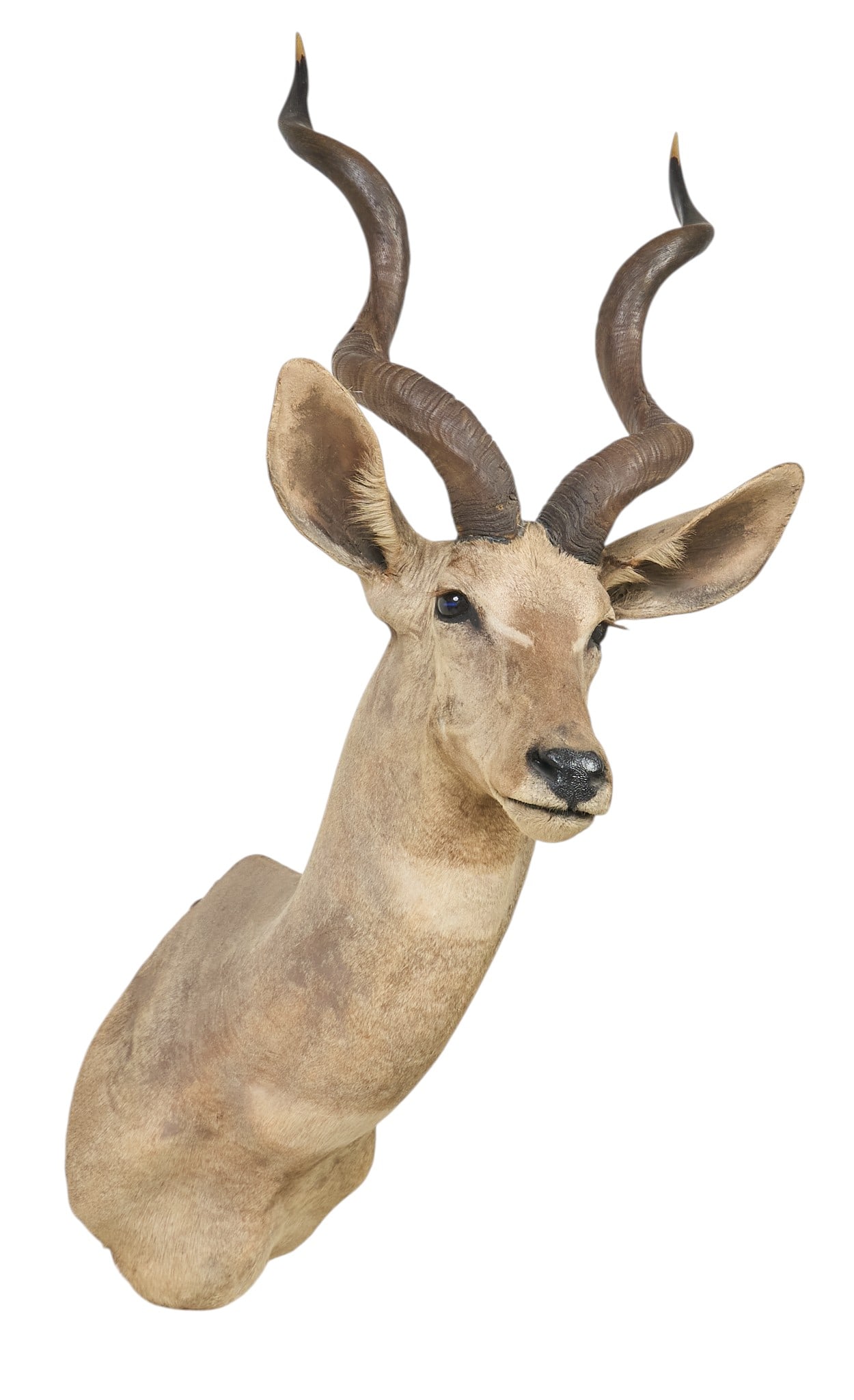 Lesser Kudu Shoulder Mount - 3
