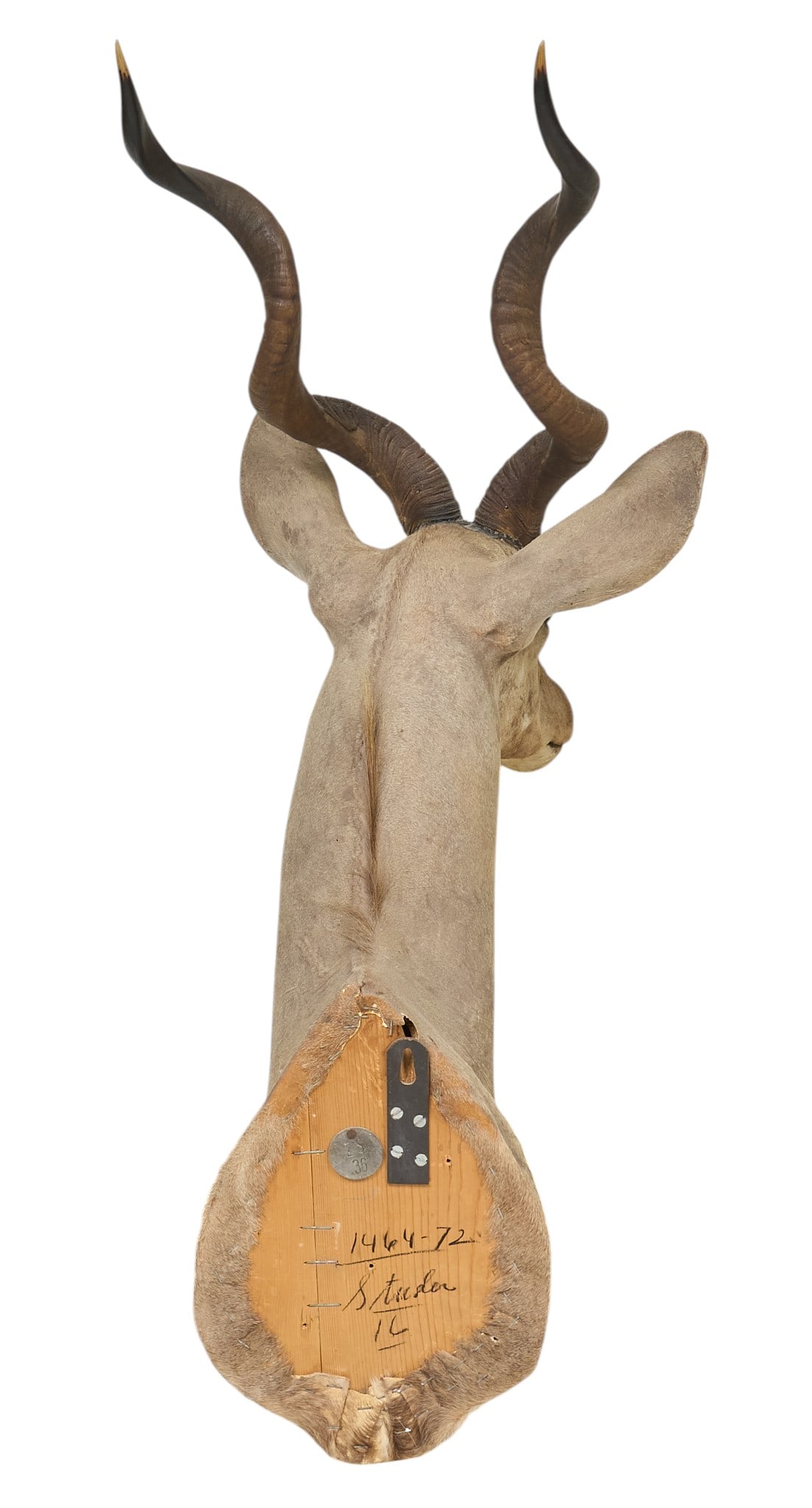 Lesser Kudu Shoulder Mount - 4