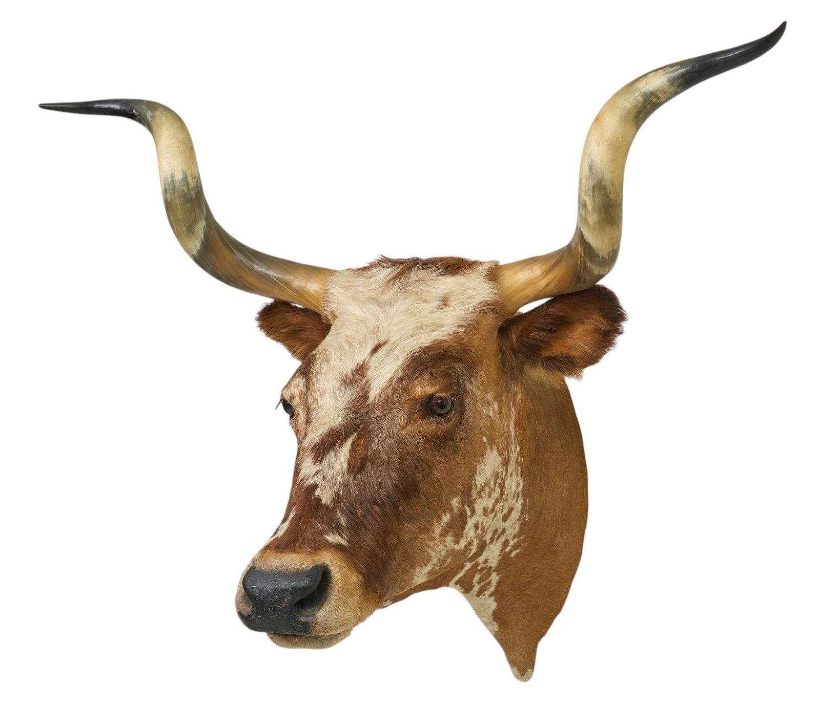 White Speckle Butler Longhorn Shoulder Mount: Vintage white speckle butler longhorn shoulder mount taxidermy, with Texas Longhorn Breeder's Association of America certificate, with calf date January 5th, 1989 height 32 in. x width 40 in. x de