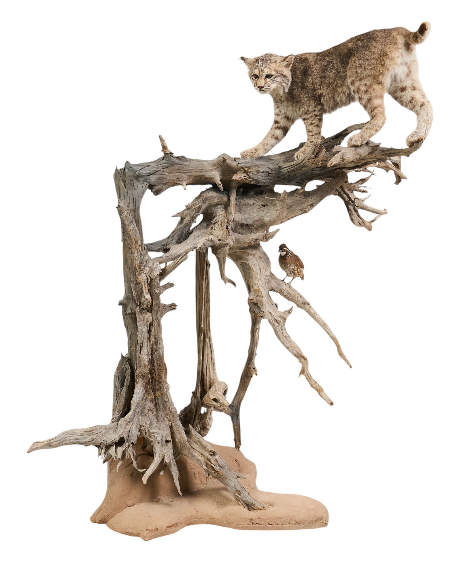 Full Body Bobcat Display: Full body bobcat taxidermy displayed in natural tree base height 62.5 in. x width 62 in. x depth 22 in. Provenance: Property from the Estate of Robert A. "Bob" Funk Sr. - trailblazing