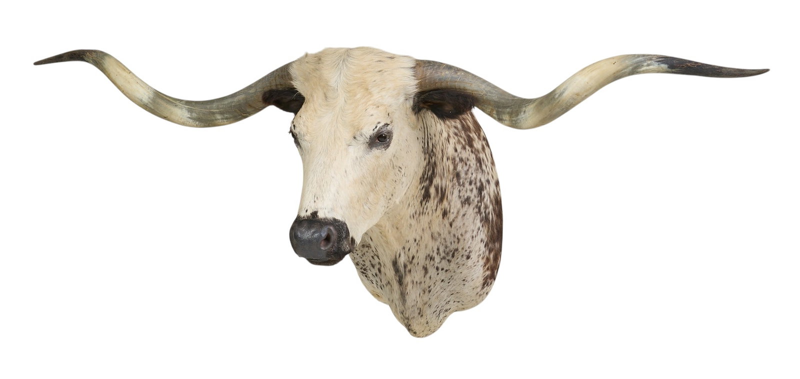 Speckled Longhorn Shoulder Mount: Speckled longhorn taxidermy shoulder mount height 39 in. x width 94 in. x depth 36 in. Provenance: Property from the Estate of Robert A. "Bob" Funk Sr. - trailblazing American