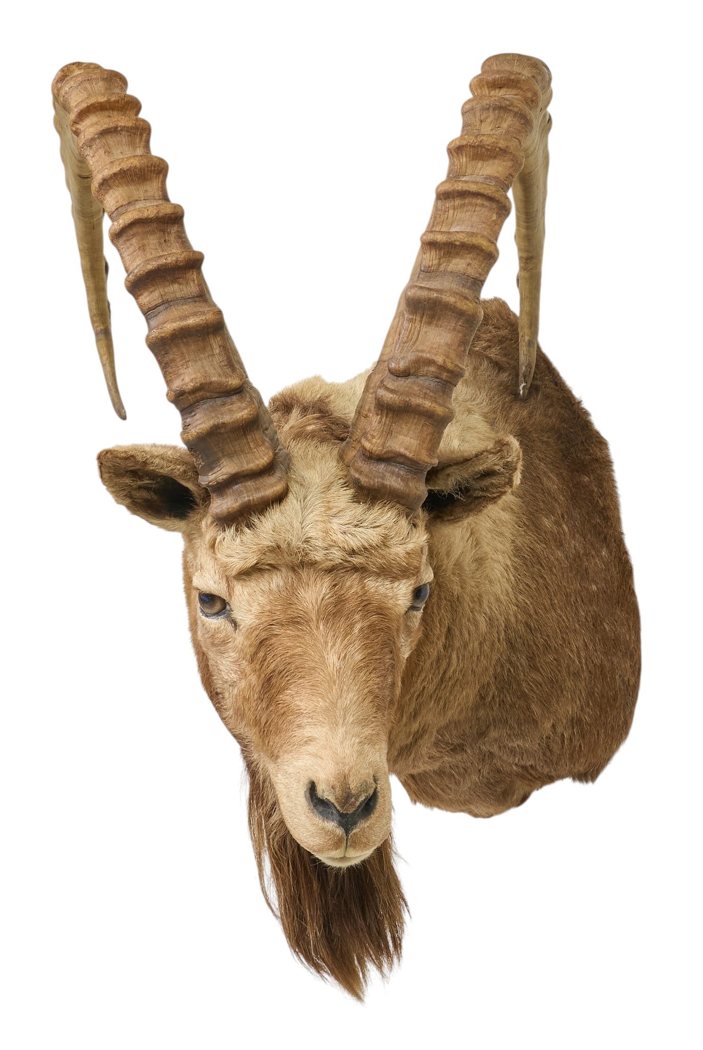 Asian Ibex Shoulder Mount: Asian ibex shoulder mount taxidermy height 32 in. x width 30 in. x depth 22 in. Provenance: Property from a home in San Antonio, Texas 
