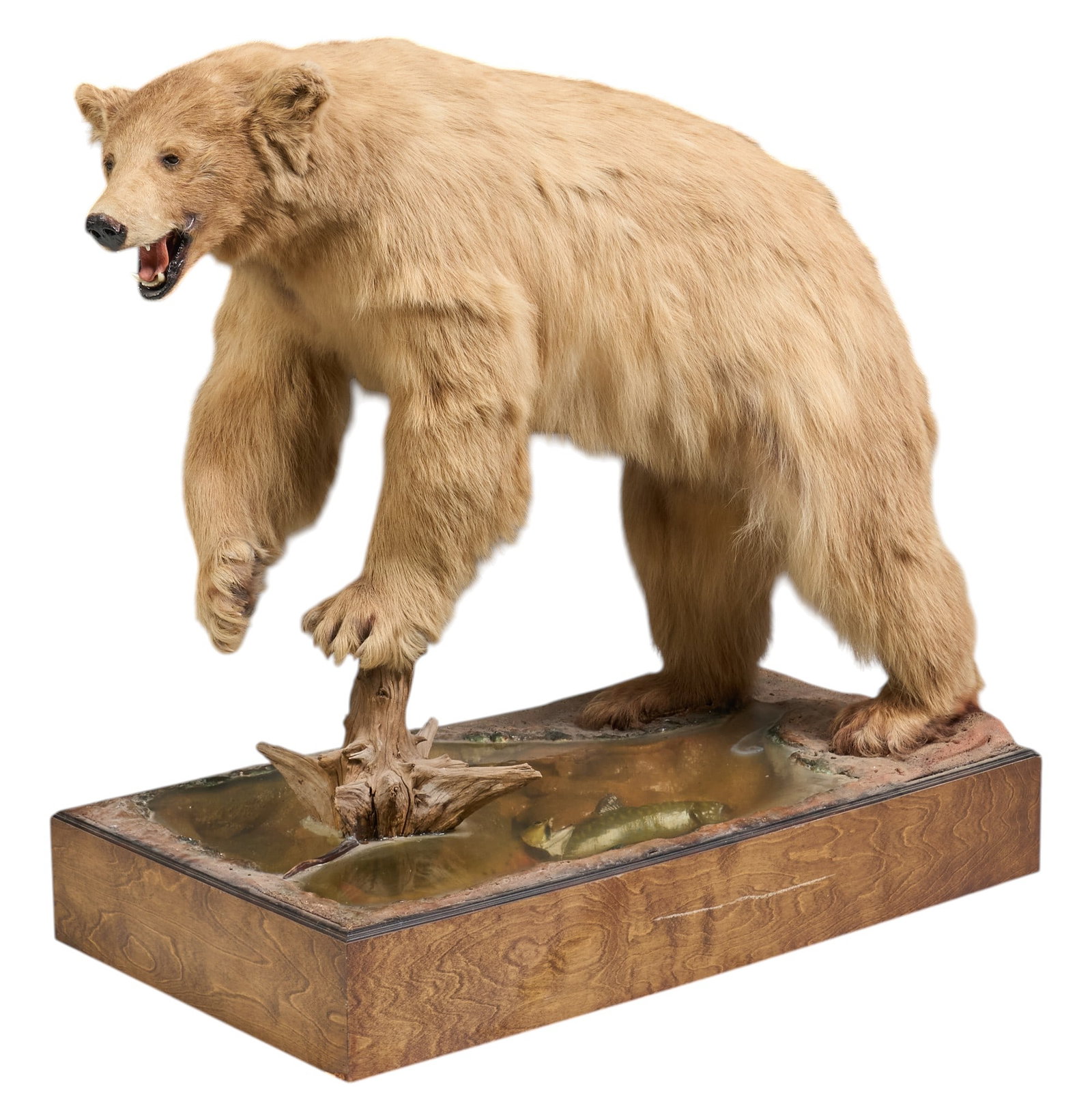 Albino Black Bear Full Body Mount: Albino black bear full body taxidermy mount on faux river base height 49 in. x width 50 in. x width 27.5 in. Provenance: Property from the Estate of Robert A. "Bob" Funk Sr. -