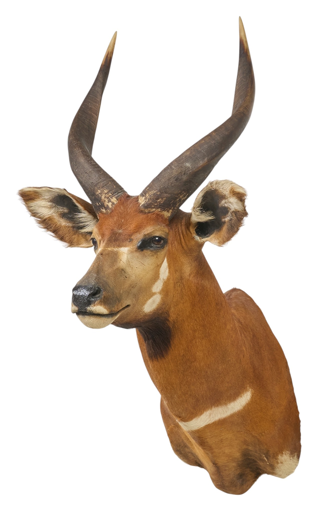 African Bongo Shoulder Mount: African bongo shoulder mount taxidermy height 45 in. x width 23 in. x depth 33 in. Provenance: Property from a home in San Antonio, Texas