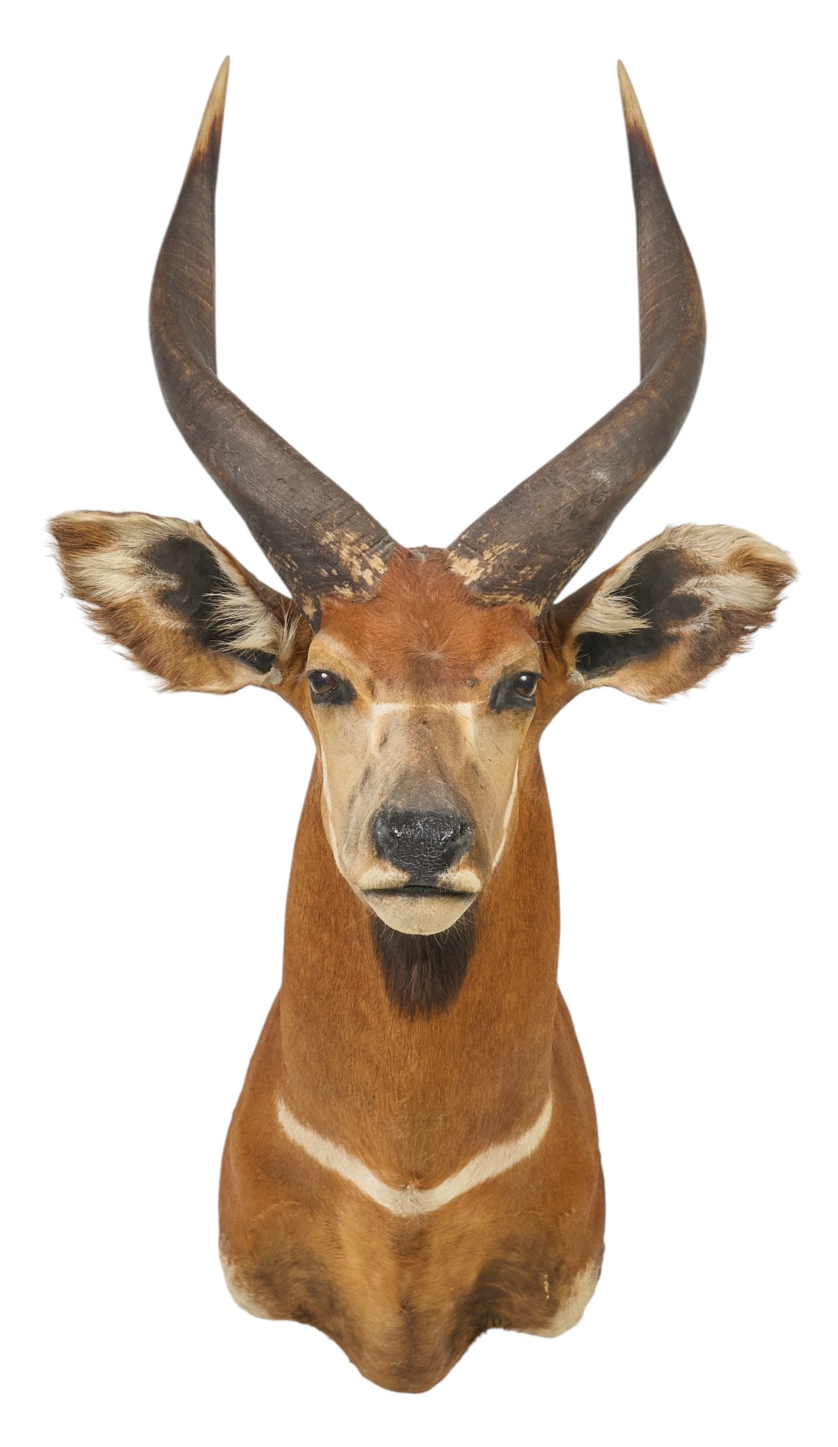 African Bongo Shoulder Mount - 2