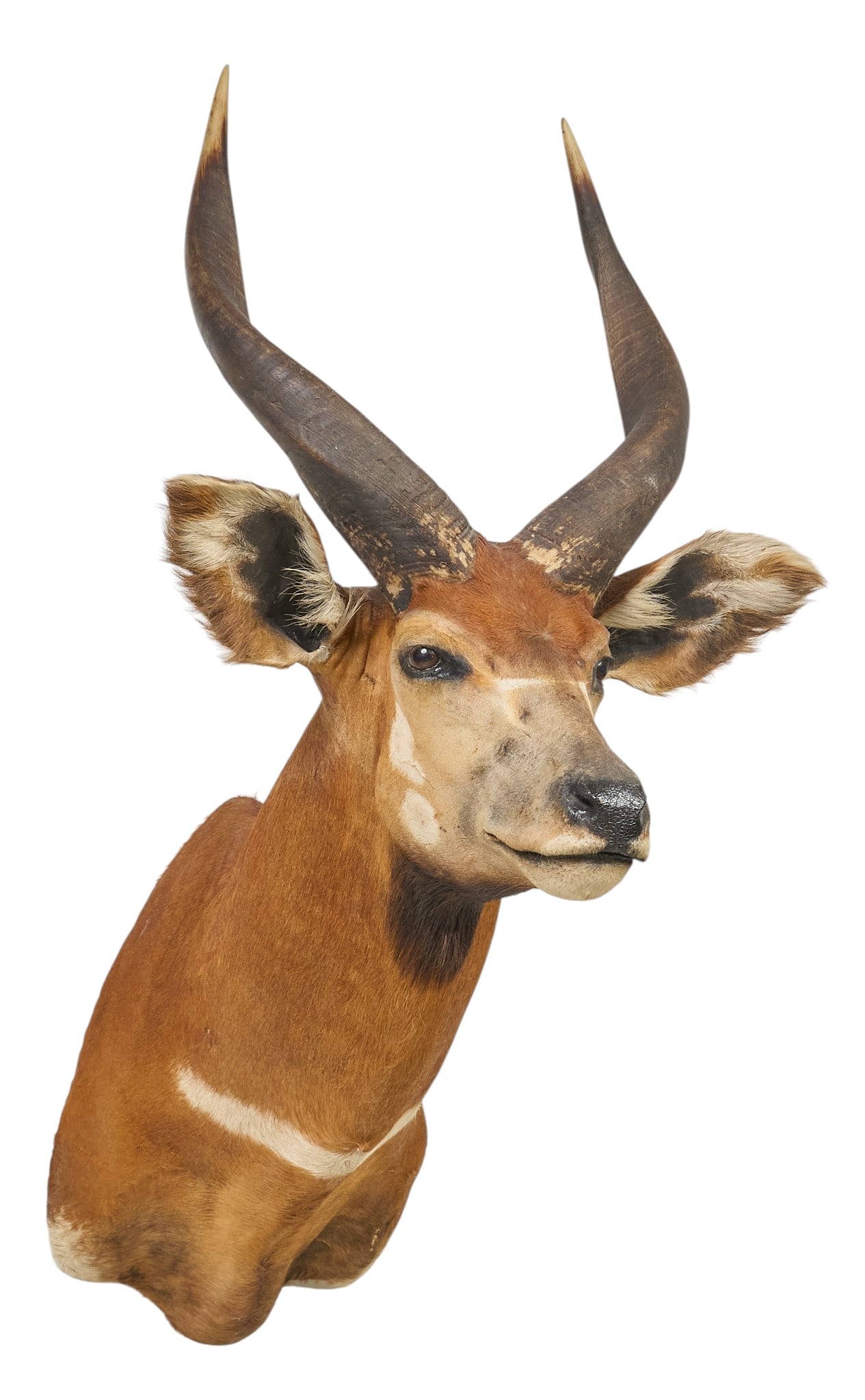 African Bongo Shoulder Mount - 3