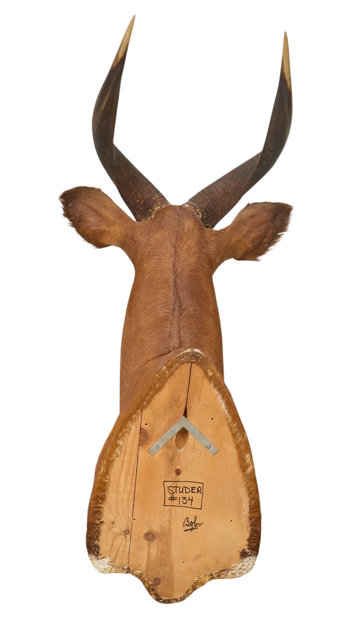 African Bongo Shoulder Mount - 4