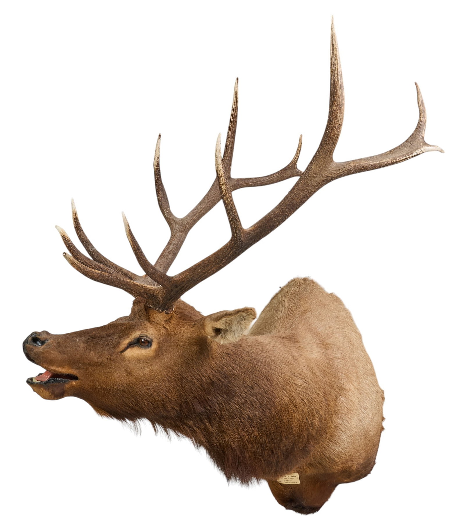 Elk Shoulder Mount: Elk shoulder trophy mount with 6 x 6 antler rack, dated October 3rd, 1999, produced by Hillman's Taxidermy (Yukon, Oklahoma) height 64 in. x width 44 in. x depth 47 in. Provenance