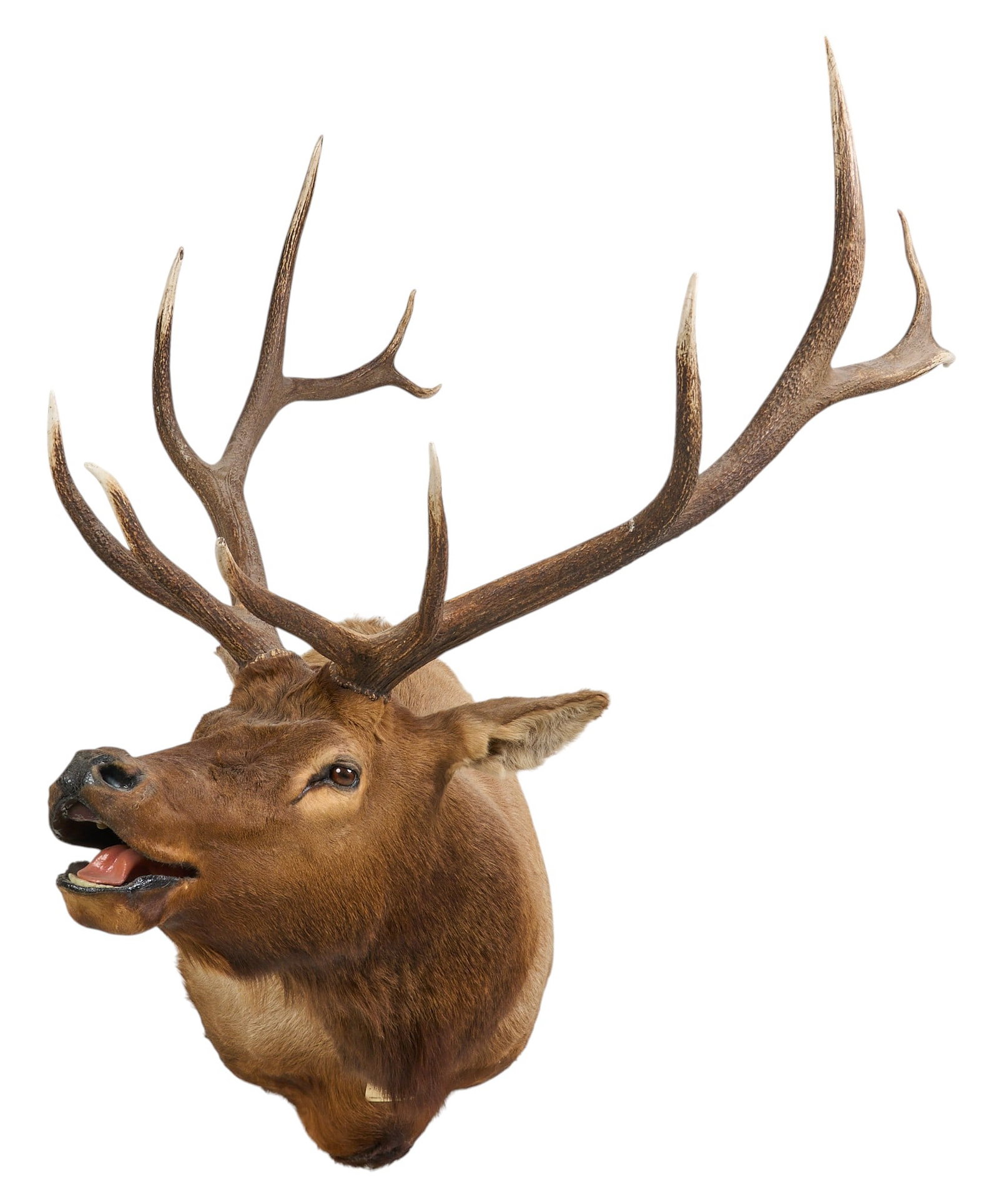 Elk Shoulder Mount - 2