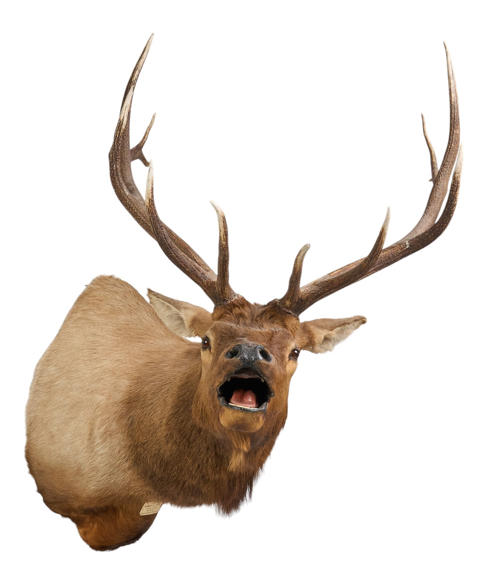 Elk Shoulder Mount - 3