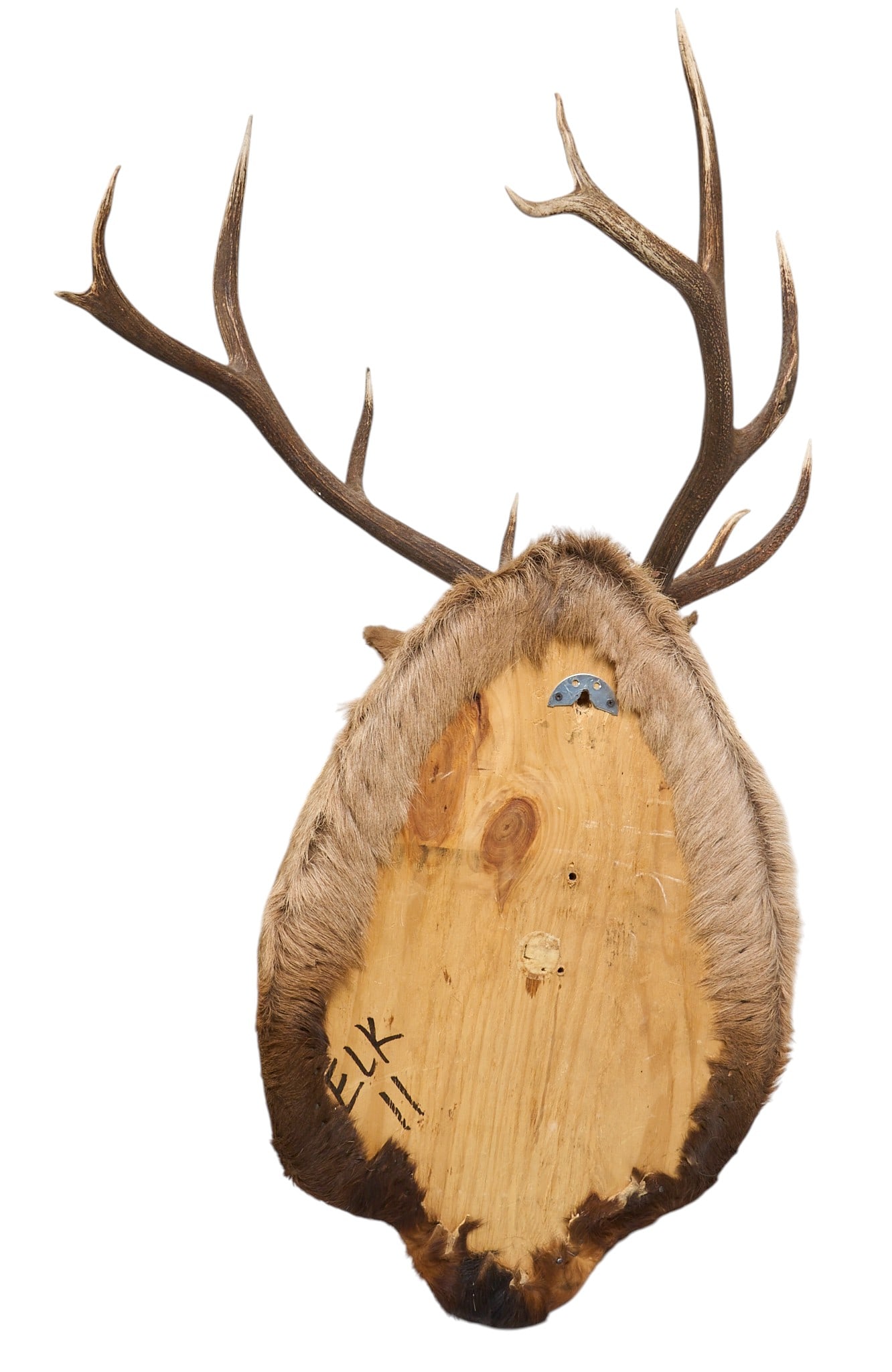 Elk Shoulder Mount - 5