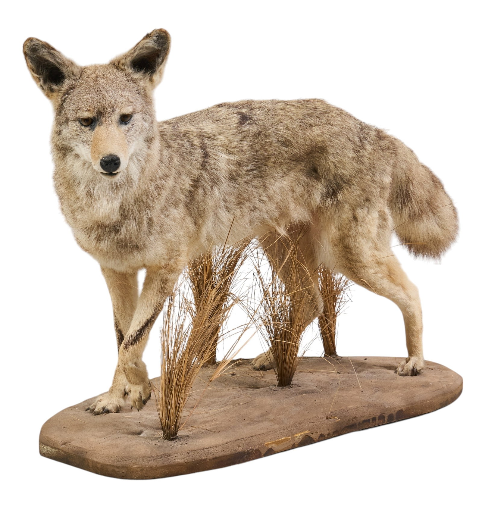 Coyote Full Body Mount: Coyote full body taxidermy mount on wooden base with naturalist decoration height 28.5 in. x width 38 in. x depth 18 in. Provenance: Property from the Estate of Robert A. "Bob"
