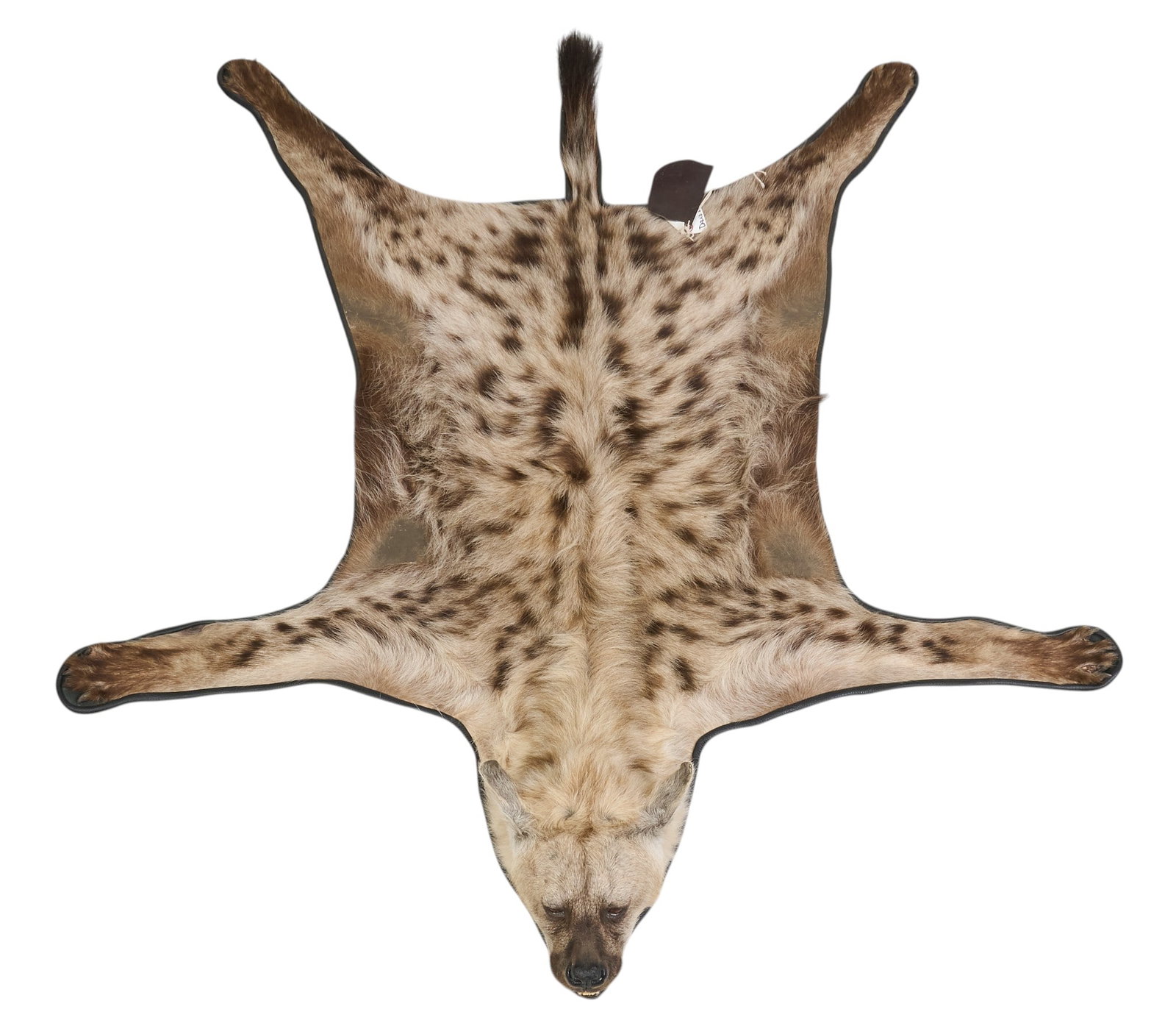 Hyena Taxidermy Rug (1 of 5)