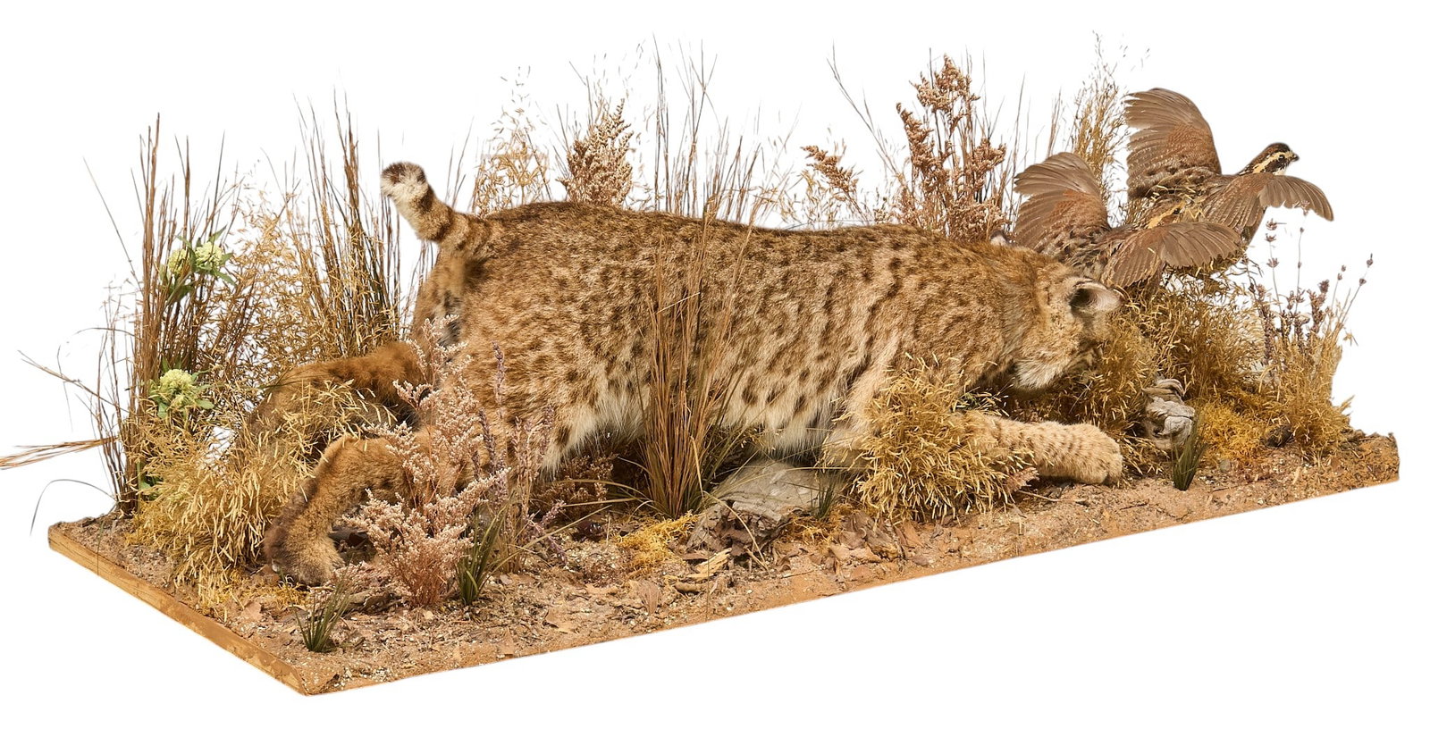 Bobcat and Quail Diorama: Taxidermy diorama with a bobcat in a naturalistic setting with two quail. height 16 in. x width 48 in. x depth 19 in. Provenance: Property from the Estate of Robert A. "Bob" Funk Sr. -