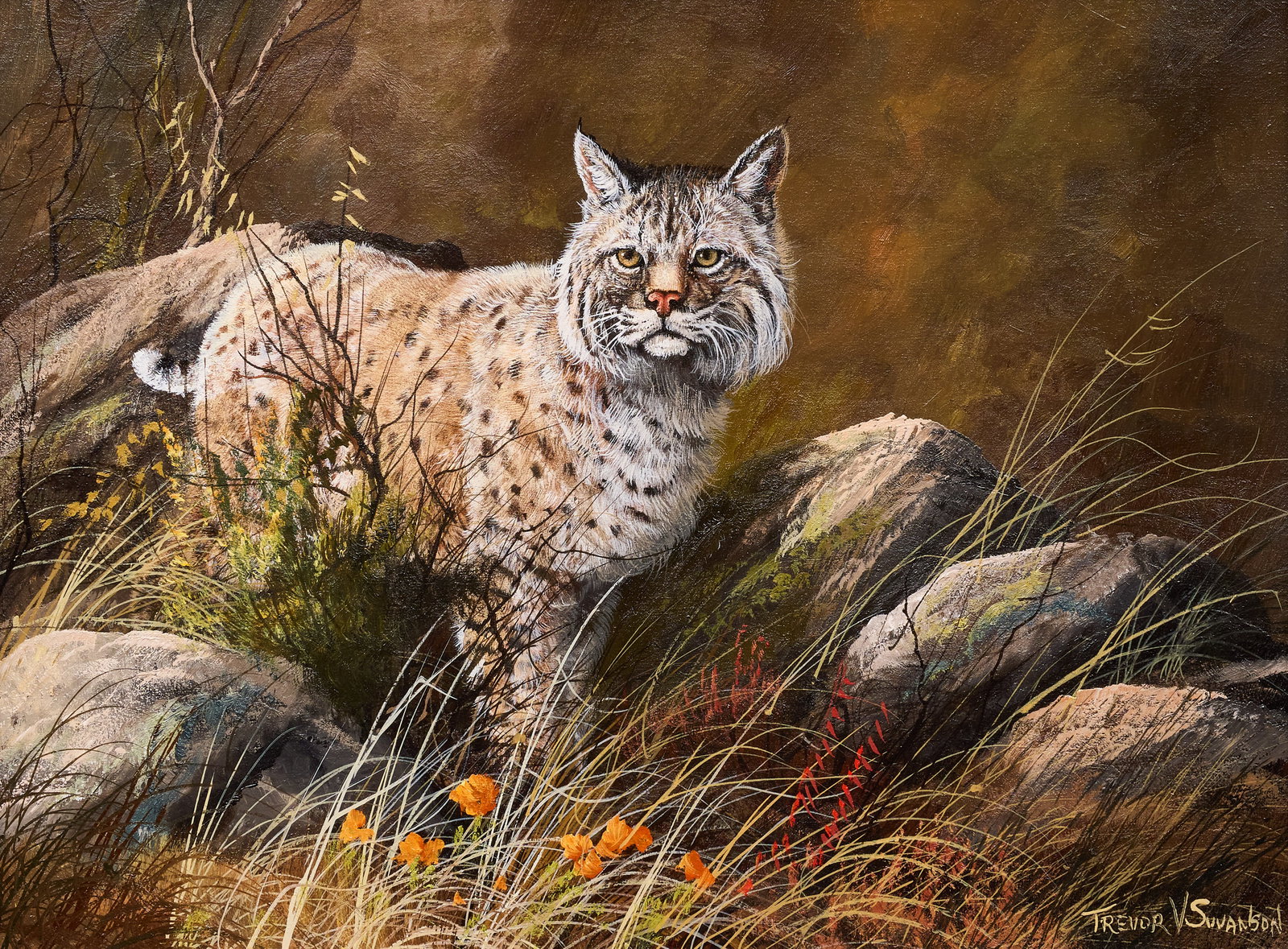 Trevor Swanson, Bobcat: Trevor V. Swanson (Amer., b. 1968), bobcat in bushes, oil on canvas, signed lower right sight: 12 x 16 in., frame: 18 x 21.5 in. Provenance: Property from the Estate of Robert A. "Bob" 