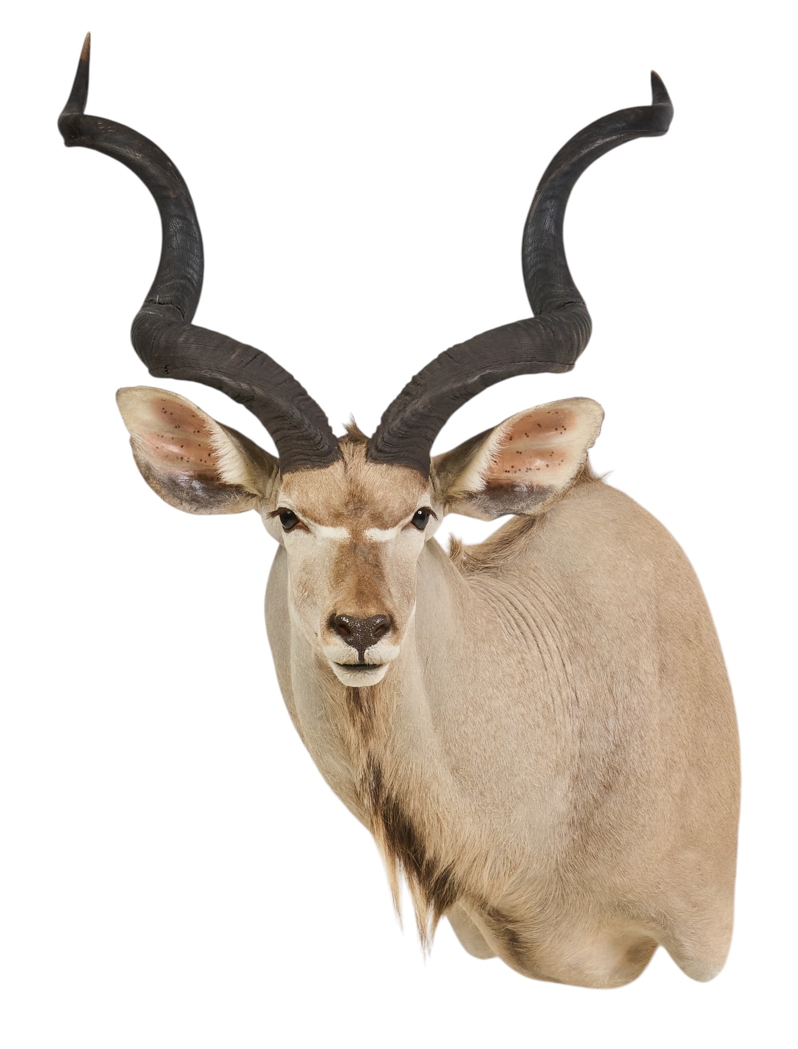 Greater Kudu Shoulder Mount: Greater kudu shoulder mount taxidermy height 52 in. x width 31 in. x depth 42 in. Provenance: Property from a home in San Antonio, Texas 