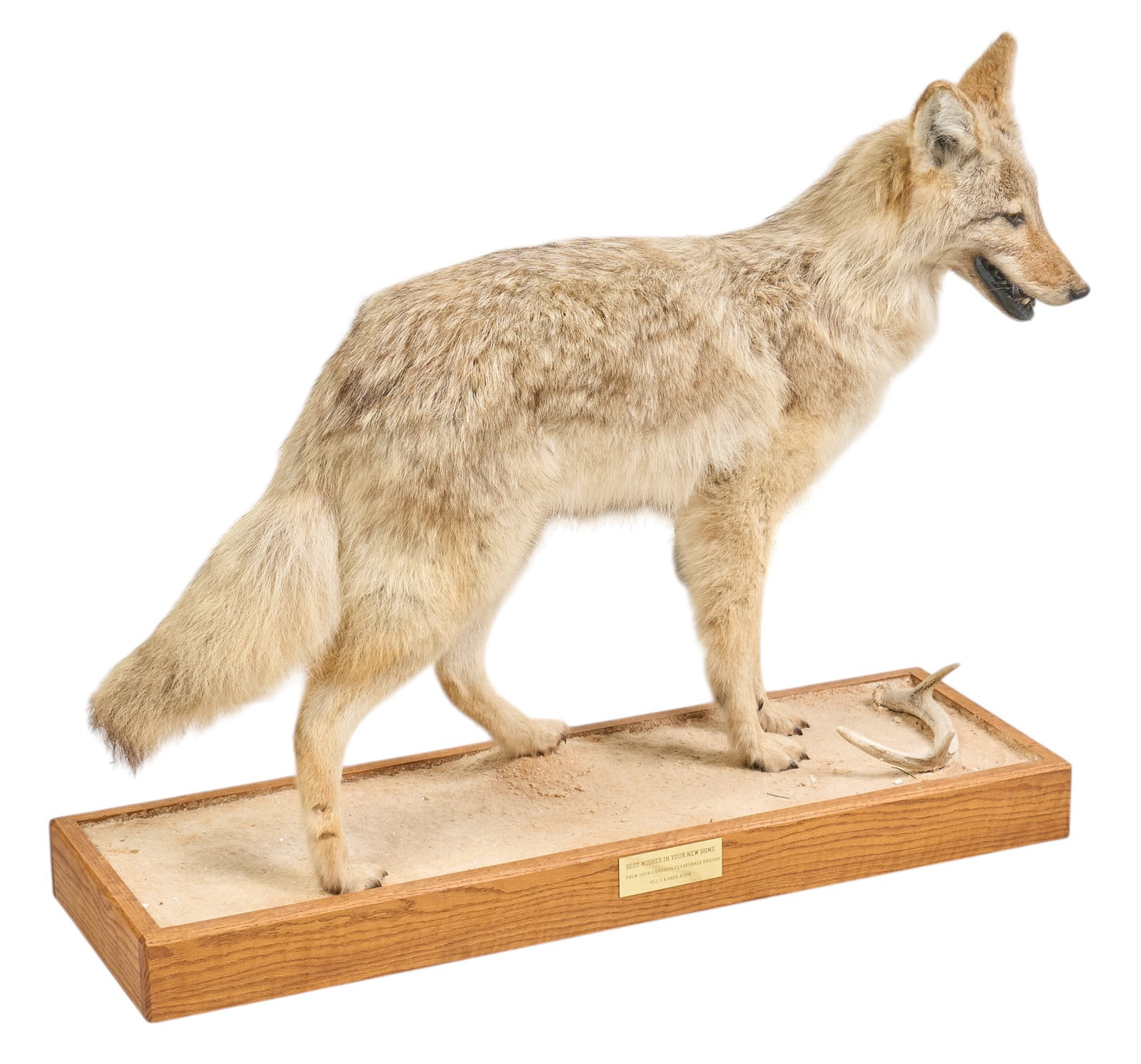Coyote Full Body Mount: Coyote full body taxidermy mount on faux naturalist base height 29 in. x width 36 in. x depth 11.5 in. Provenance: Property from the Estate of Robert A. "Bob" Funk Sr. - trailblazing