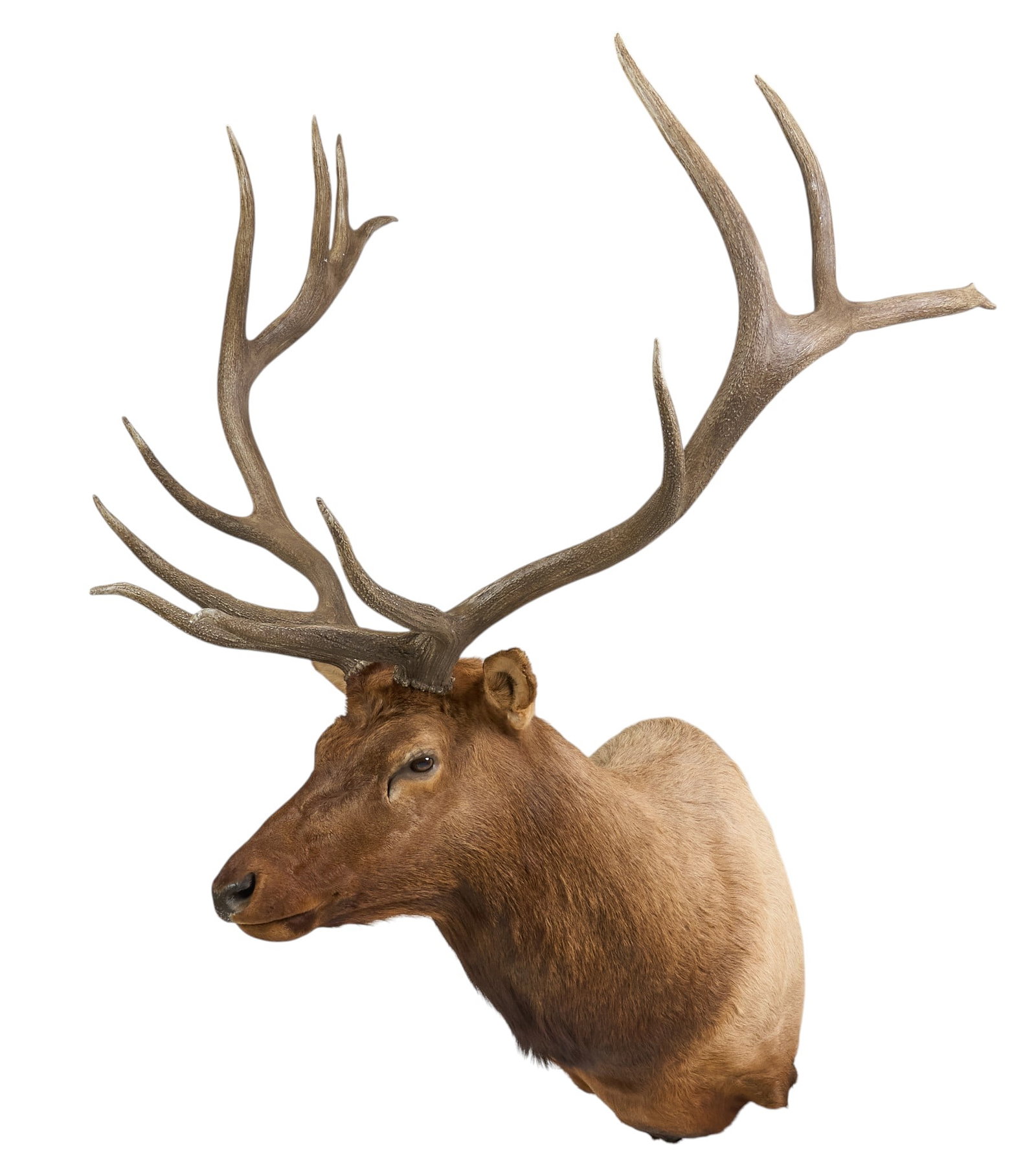 Elk Shoulder Mount (1 of 5)