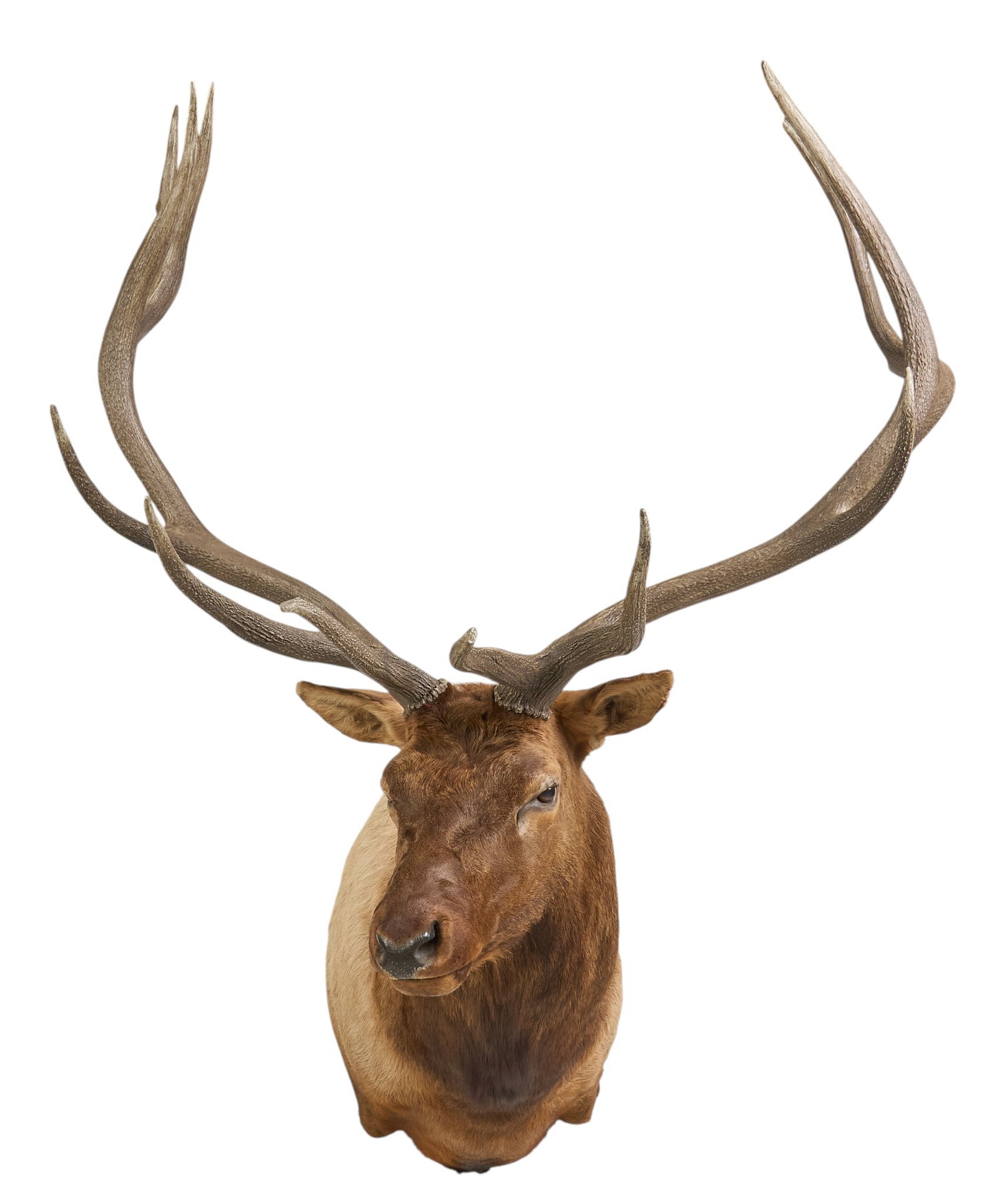 Elk Shoulder Mount - 2
