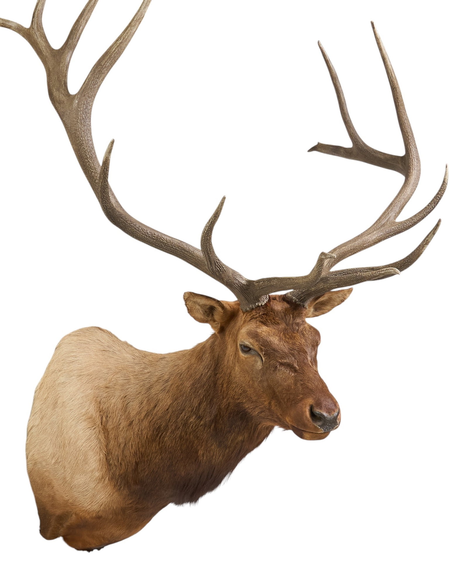 Elk Shoulder Mount - 3