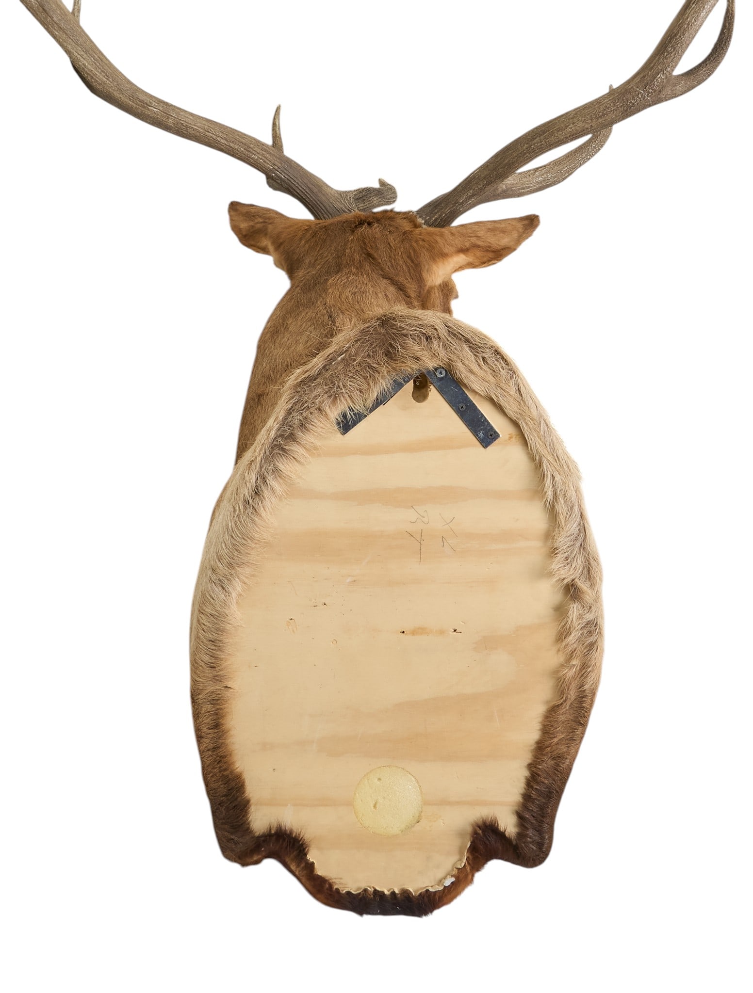 Elk Shoulder Mount - 4