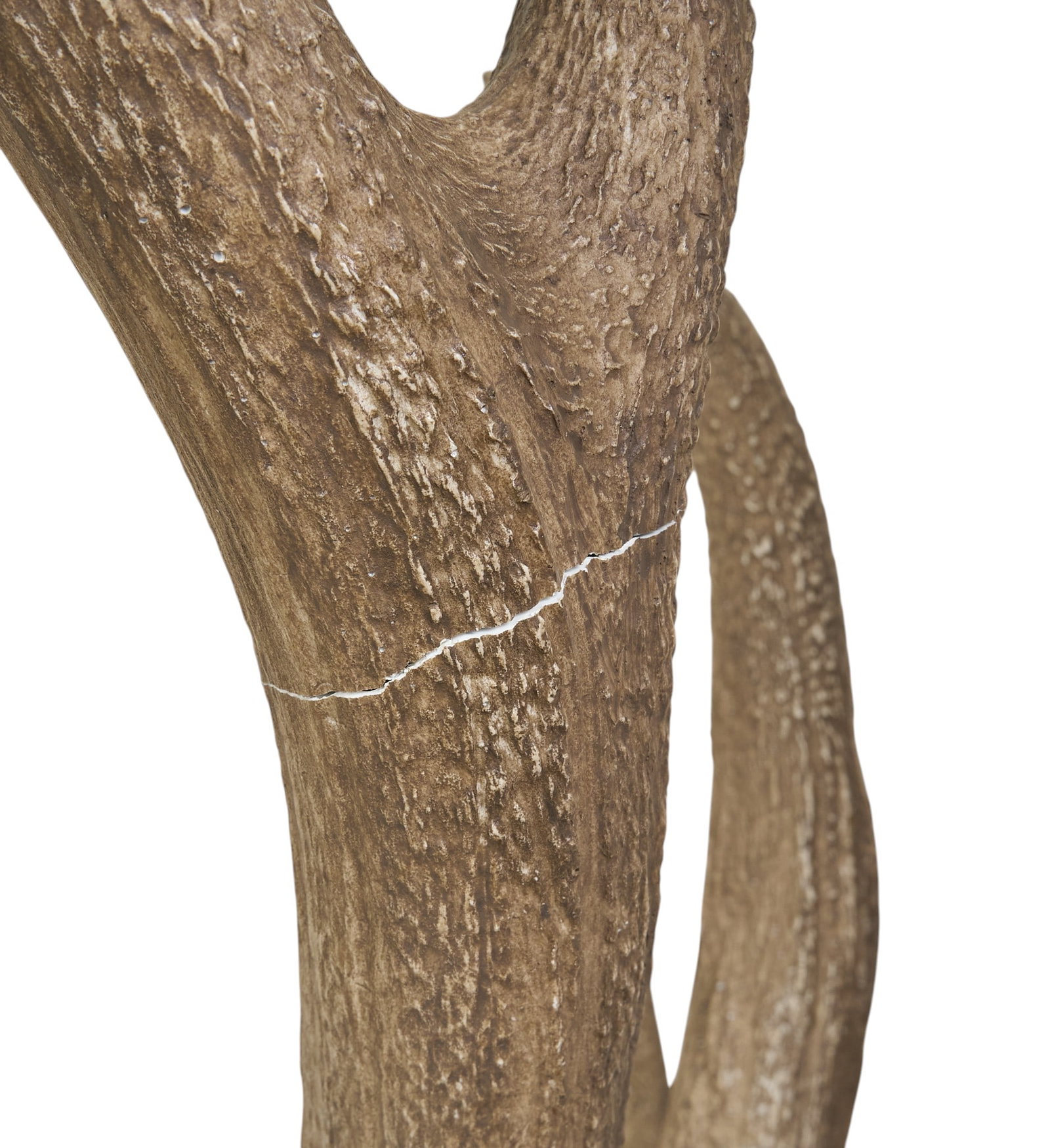 Elk Shoulder Mount - 5