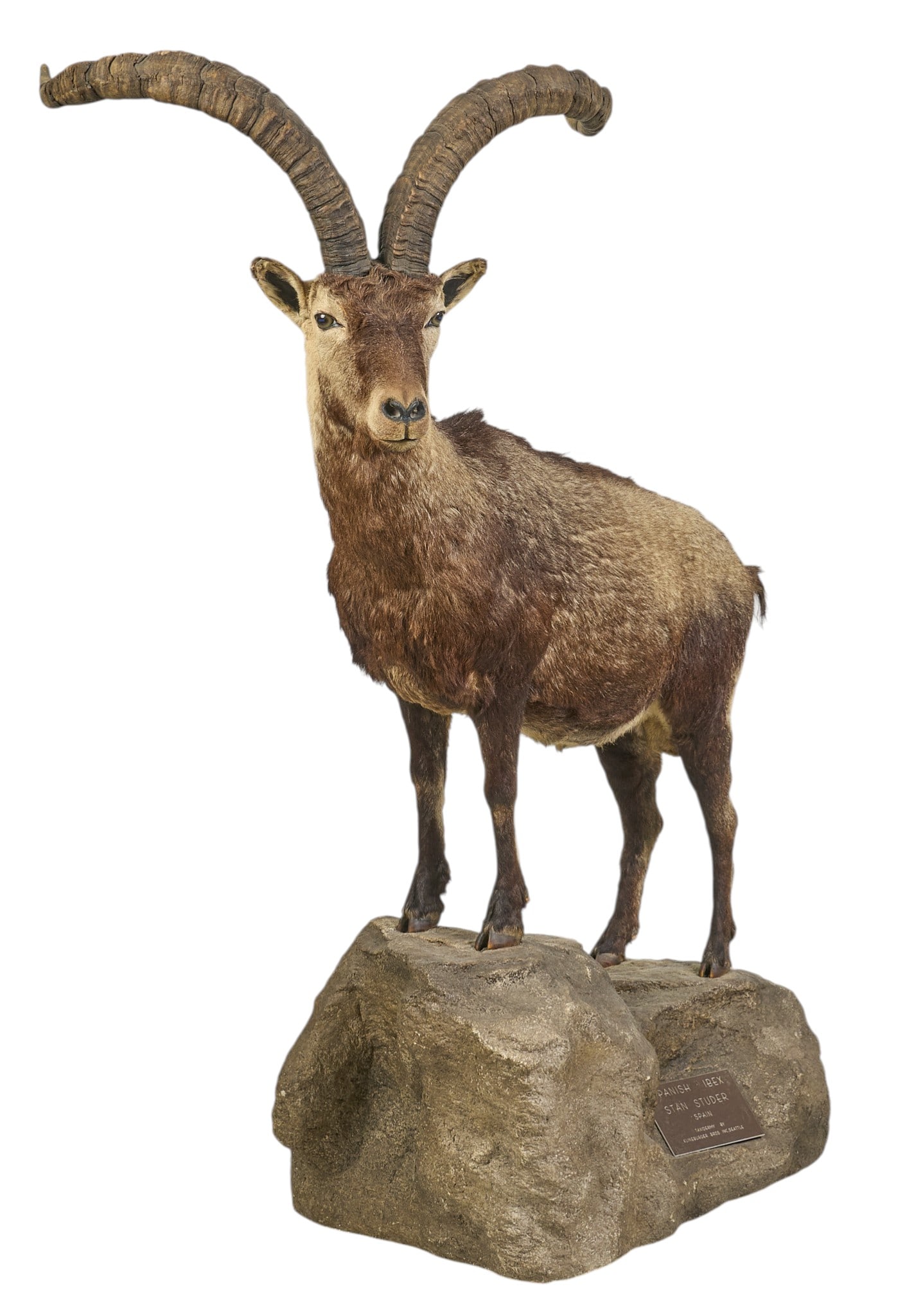 Spanish Ibex Full Body Mount: Spanish ibex full body mount taxidermy on faux rock base with plaque attributing trophy to Stan Studer, and production by Klineburger Bros. Inc., (Seattle) height 70 in. x width 53 in. x depth 27