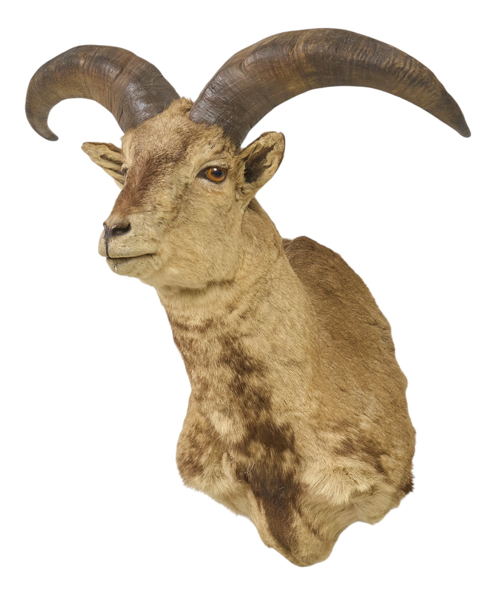 Himalayan Blue Sheep Shoulder Mount: Himalayan Blue sheep shoulder mount taxidermy height 28 in. x width 24.5 in. x depth 19 in. Provenance: Property from a home in San Antonio, Texas 