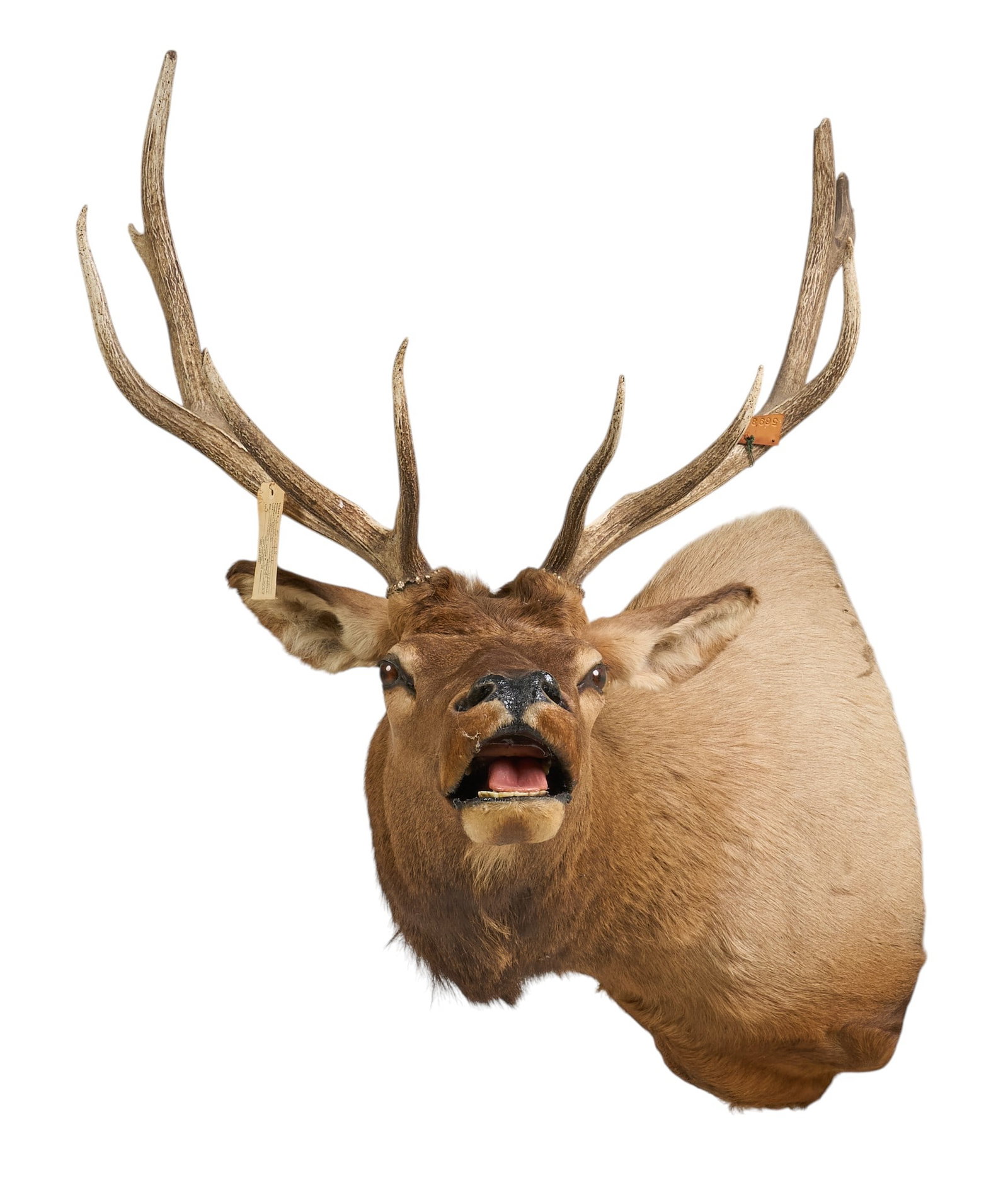 Elk Shoulder Mount: Elk trophy shoulder mount taxidermy with 5 x 6 antler rack height 48 in. x width 36 in. x depth 40 in. Provenance: Property from the Estate of Robert A. "Bob" Funk Sr. - trailblazing A