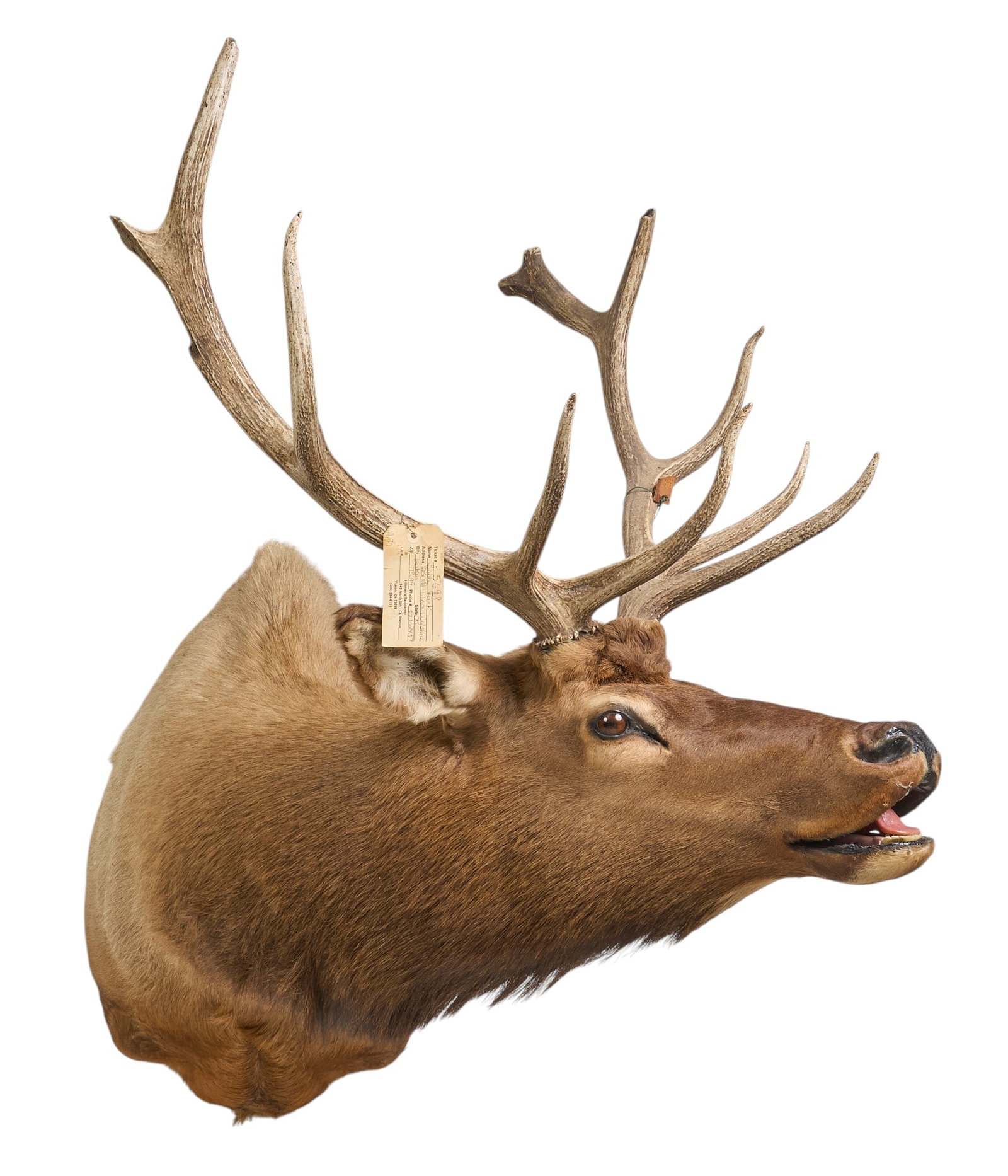 Elk Shoulder Mount - 2