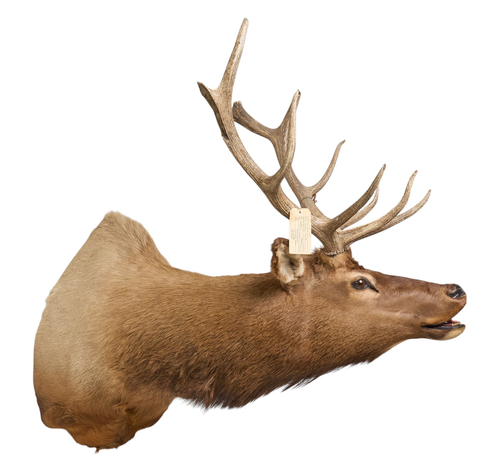 Elk Shoulder Mount - 3