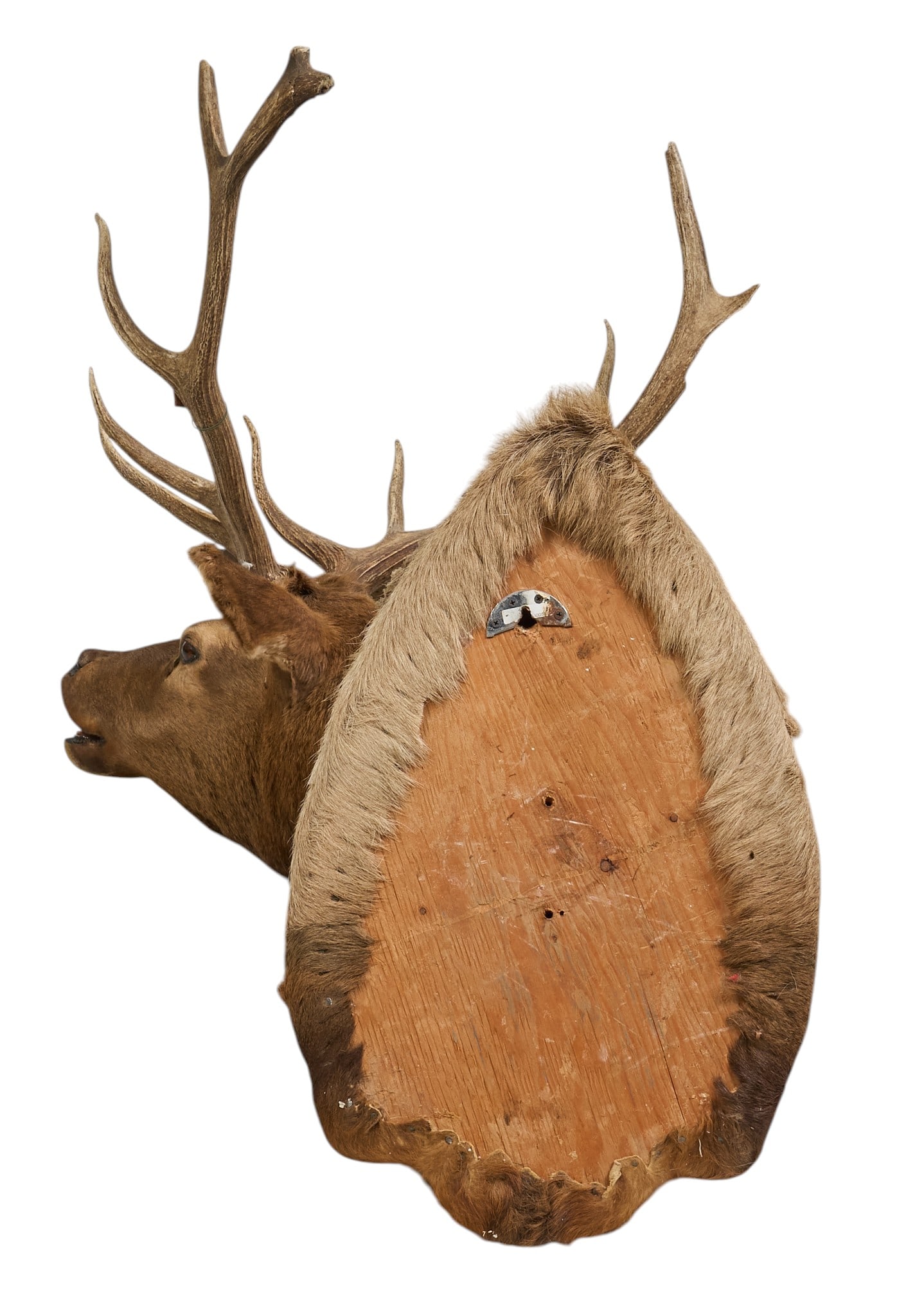 Elk Shoulder Mount - 4