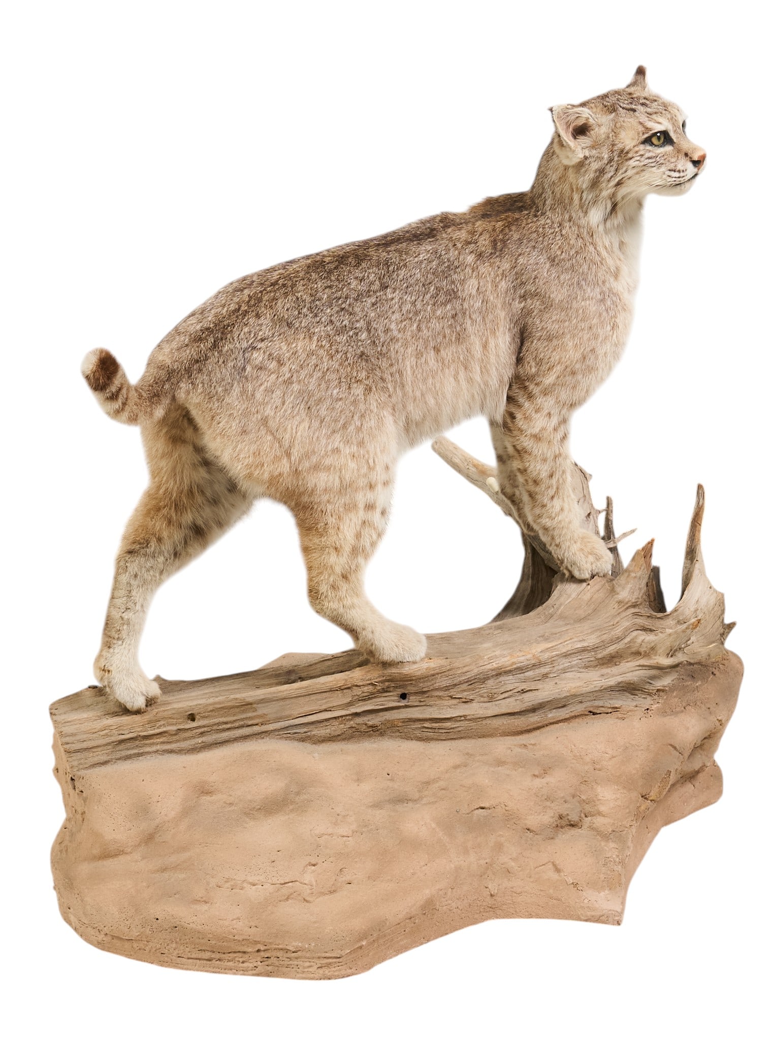 Bobcat Full Body Display: Bobcat full body taxidermy mount on natural log display height 32 in. x width 33 in. x depth 24 in. Provenance: Property from the Estate of Robert A. "Bob" Funk Sr. - trailblazing American
