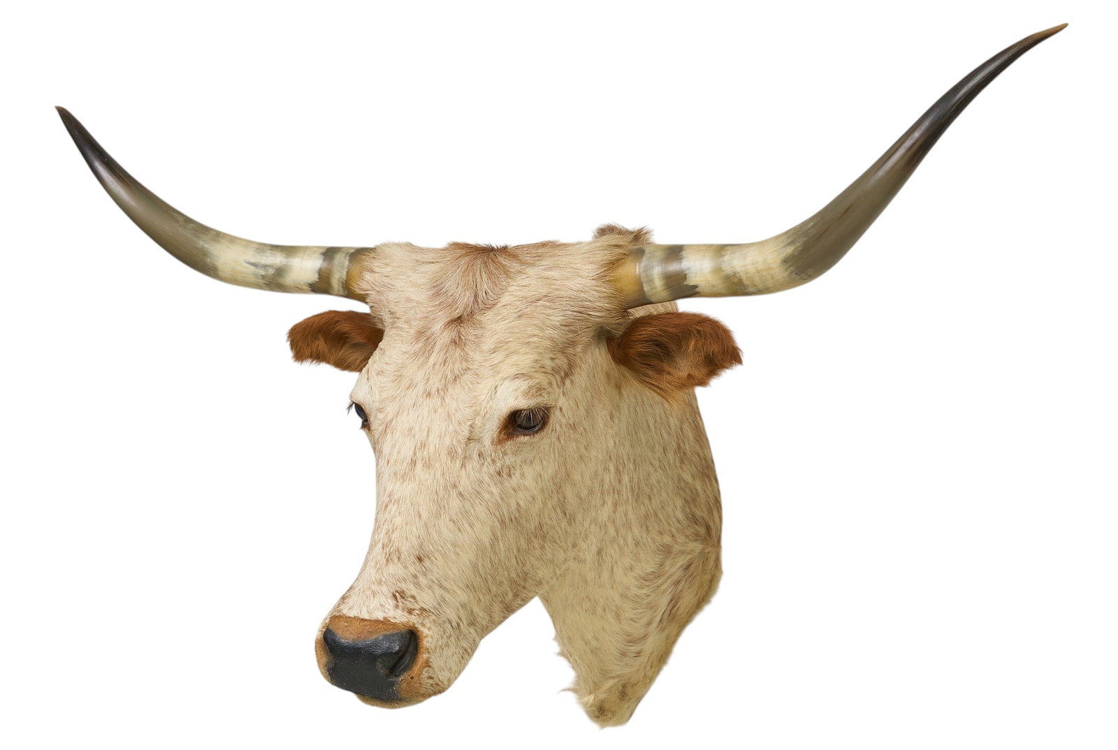 Longhorn Shoulder Mount: Longhorn shoulder mount taxidermy height 35 in. x width 48 in. x depth 29 in. Provenance: Property from a life long purebred longhorn breeder in Trinity, Texas 