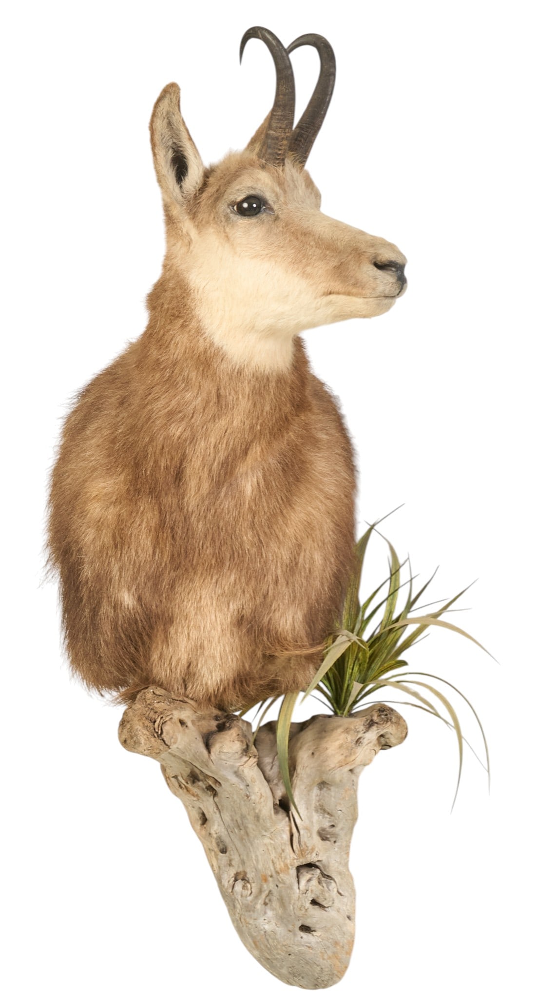 Chamois Shoulder Mount: Chamois shoulder mount taxidermy with natural wood and faux foliage height 36 in. x width 13.5 in. x depth 17 in. Provenance: Property from a home in San Antonio, Texas
