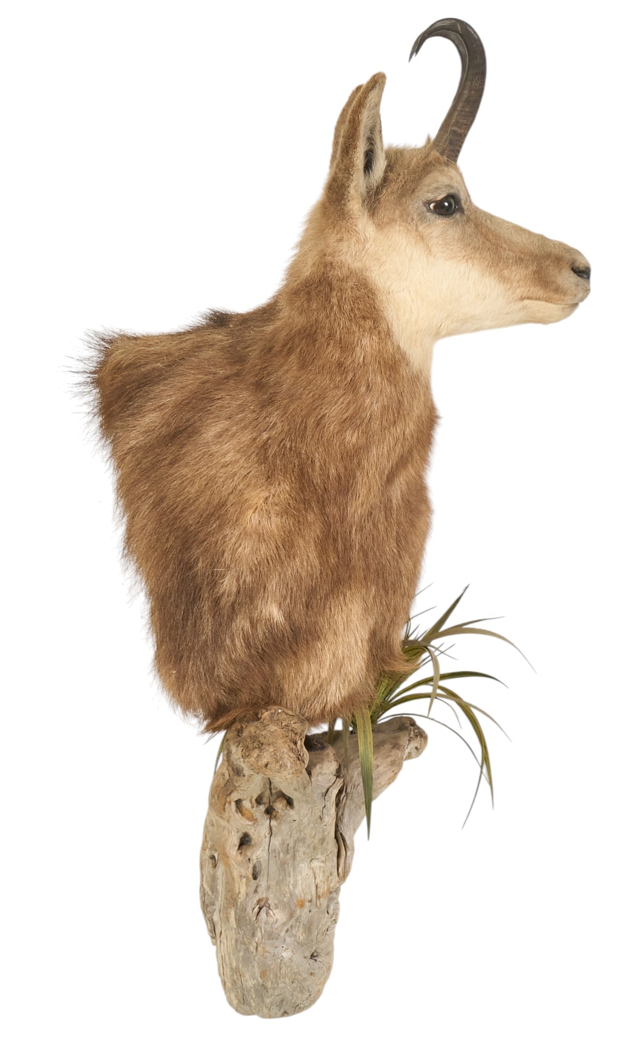 Chamois Shoulder Mount - 2